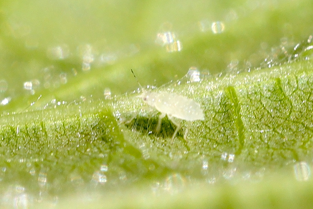 myzocallis_corylli2md