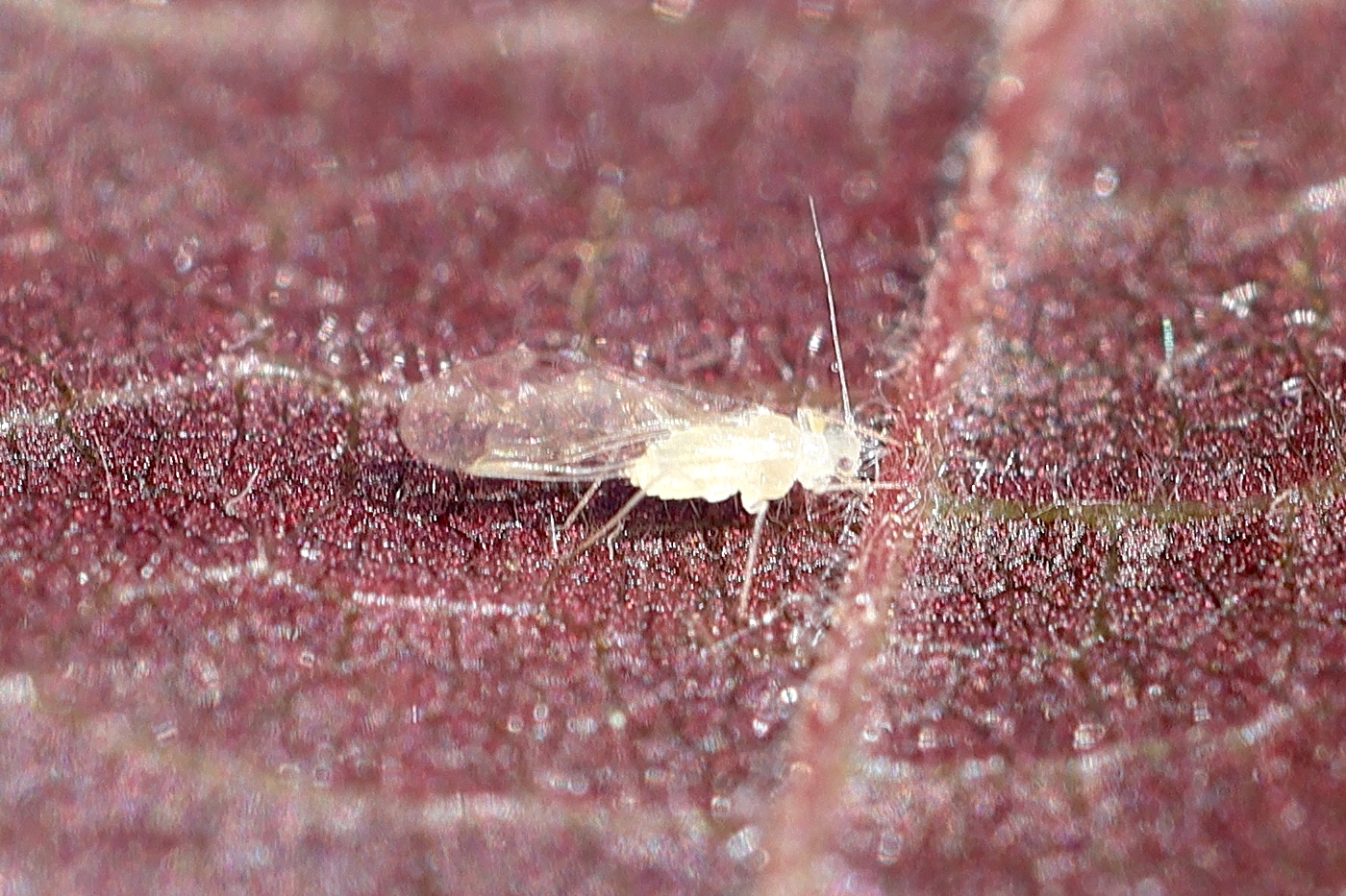 myzocallis_corylli3md