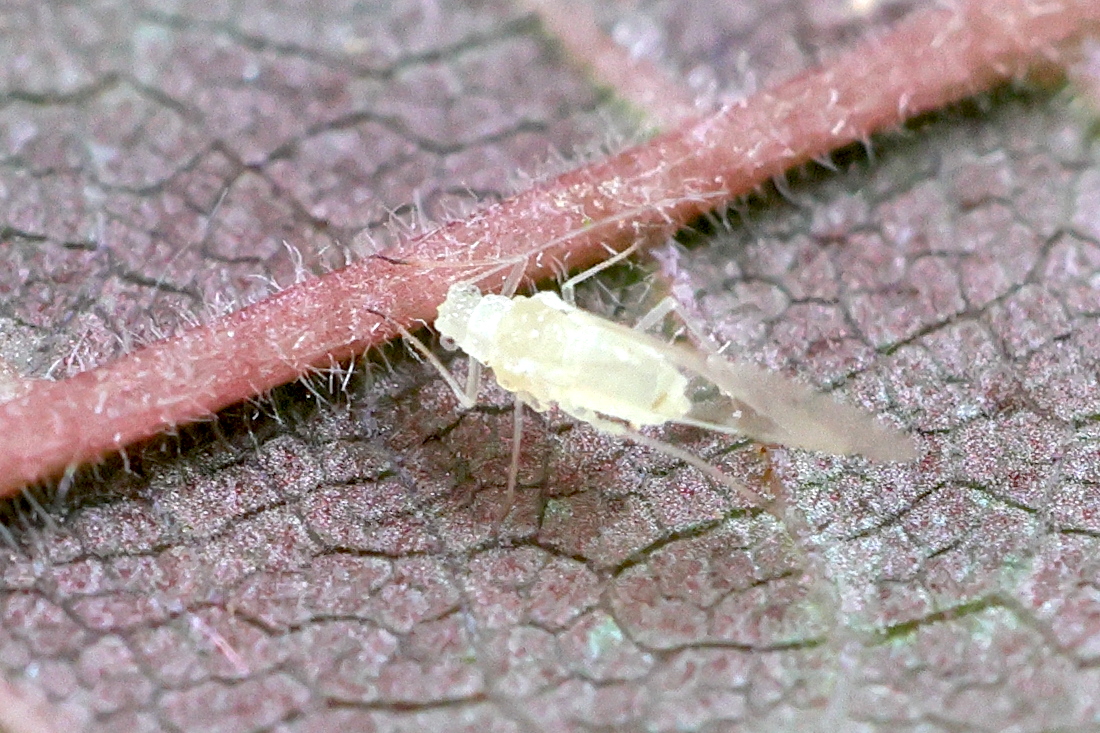 myzocallis_corylli4md