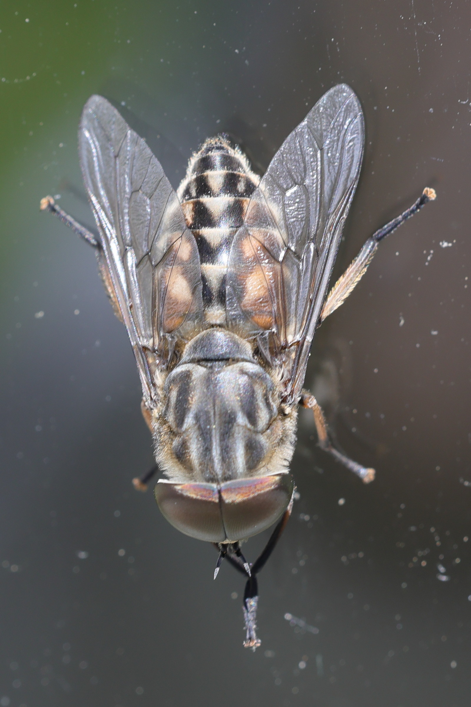 tabanus_autumnalis2md