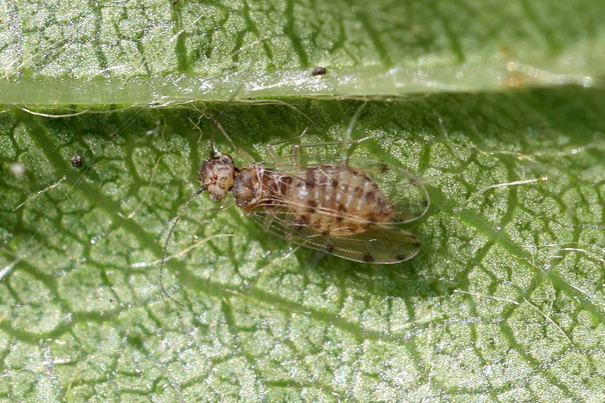 ectopsocus_petersi2md