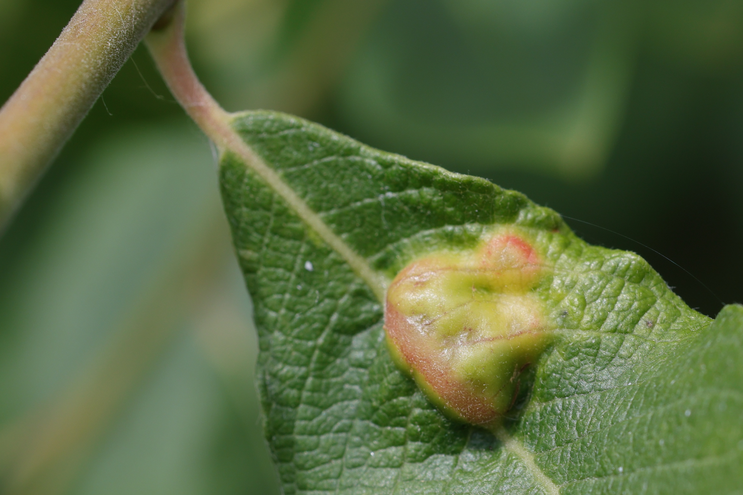 iteomyia_major_galle6md