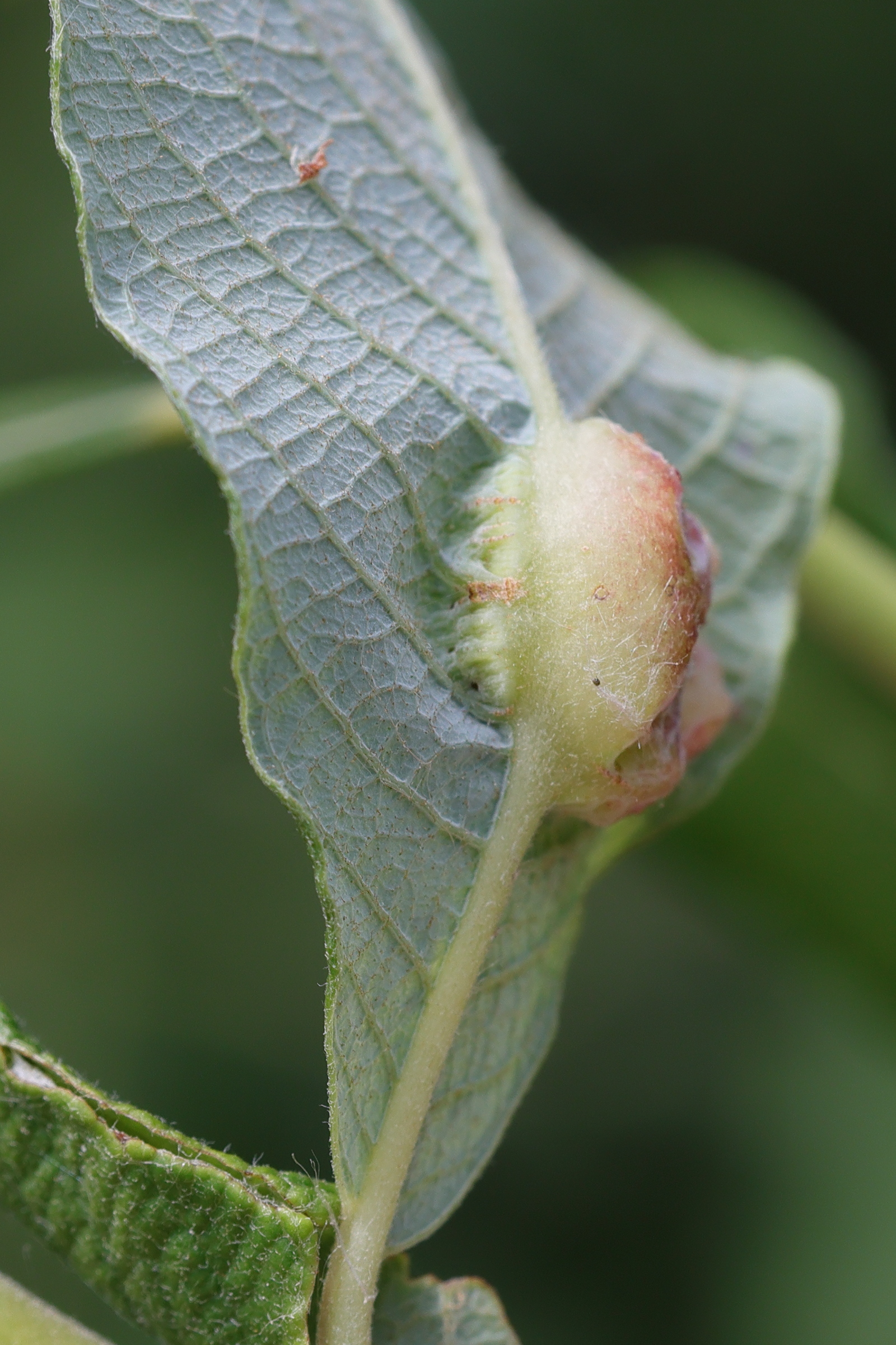 iteomyia_major_galle7md