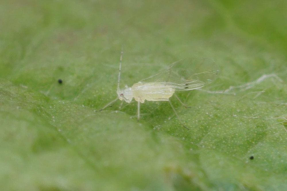 myzocallis_coryli5md