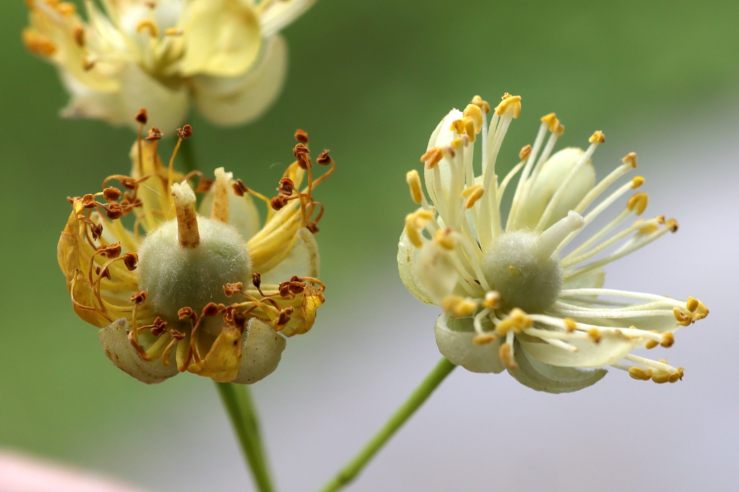 Afficher le média tilia_platyphyllos10md tilia_platyphyllos10md
