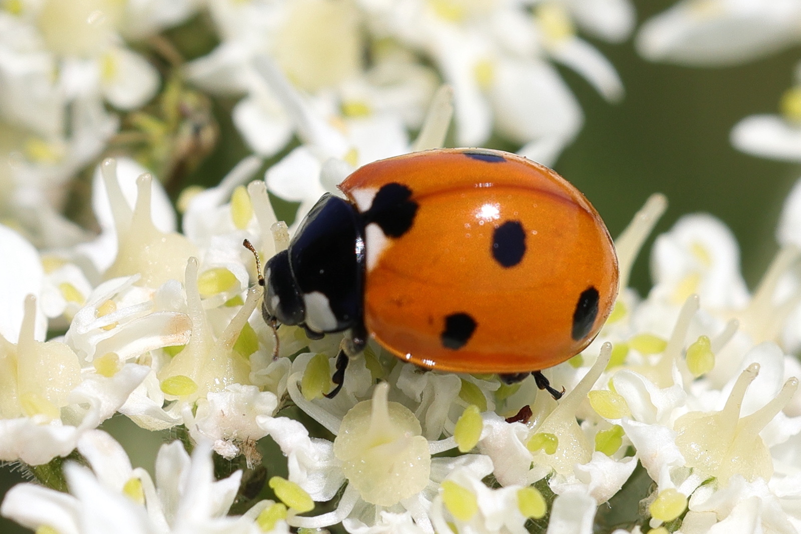Afficher le média coccinella_septempunctata1md coccinella_septempunctata1md