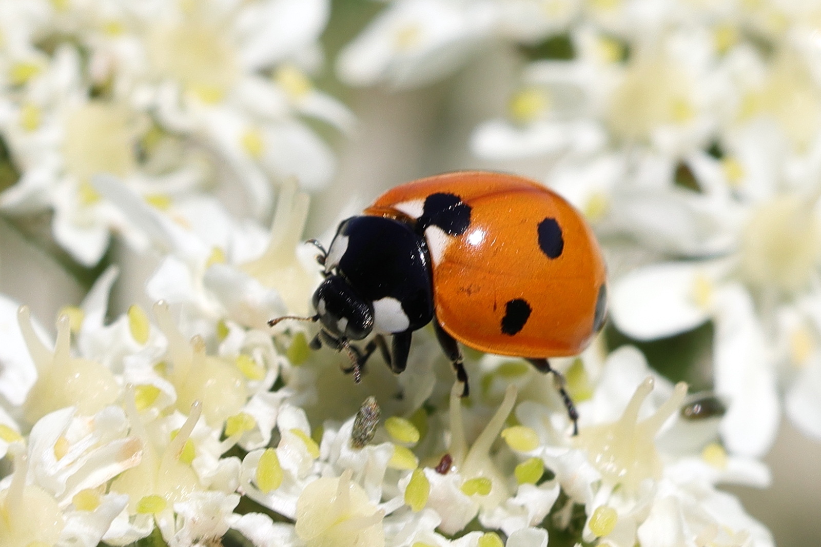 Afficher le média coccinella_septempunctata3md coccinella_septempunctata3md