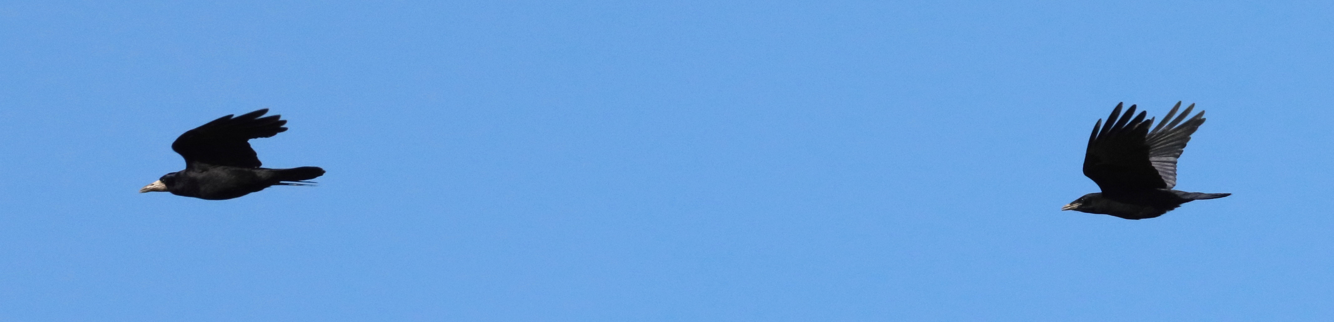 corbeau_freux_-_corvus_frugilegus6bd