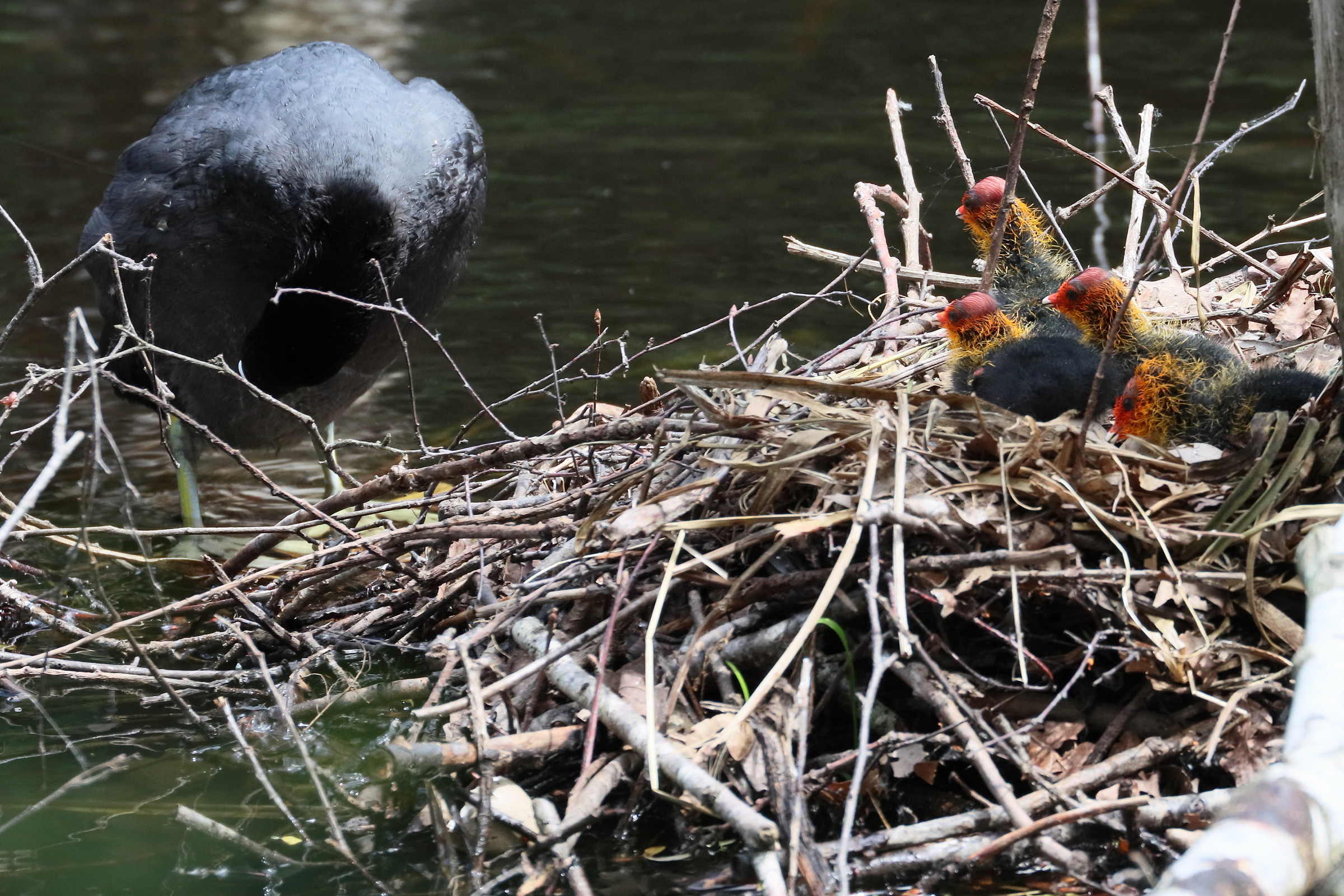 foulque_macroule_-_fulica_atra19bd