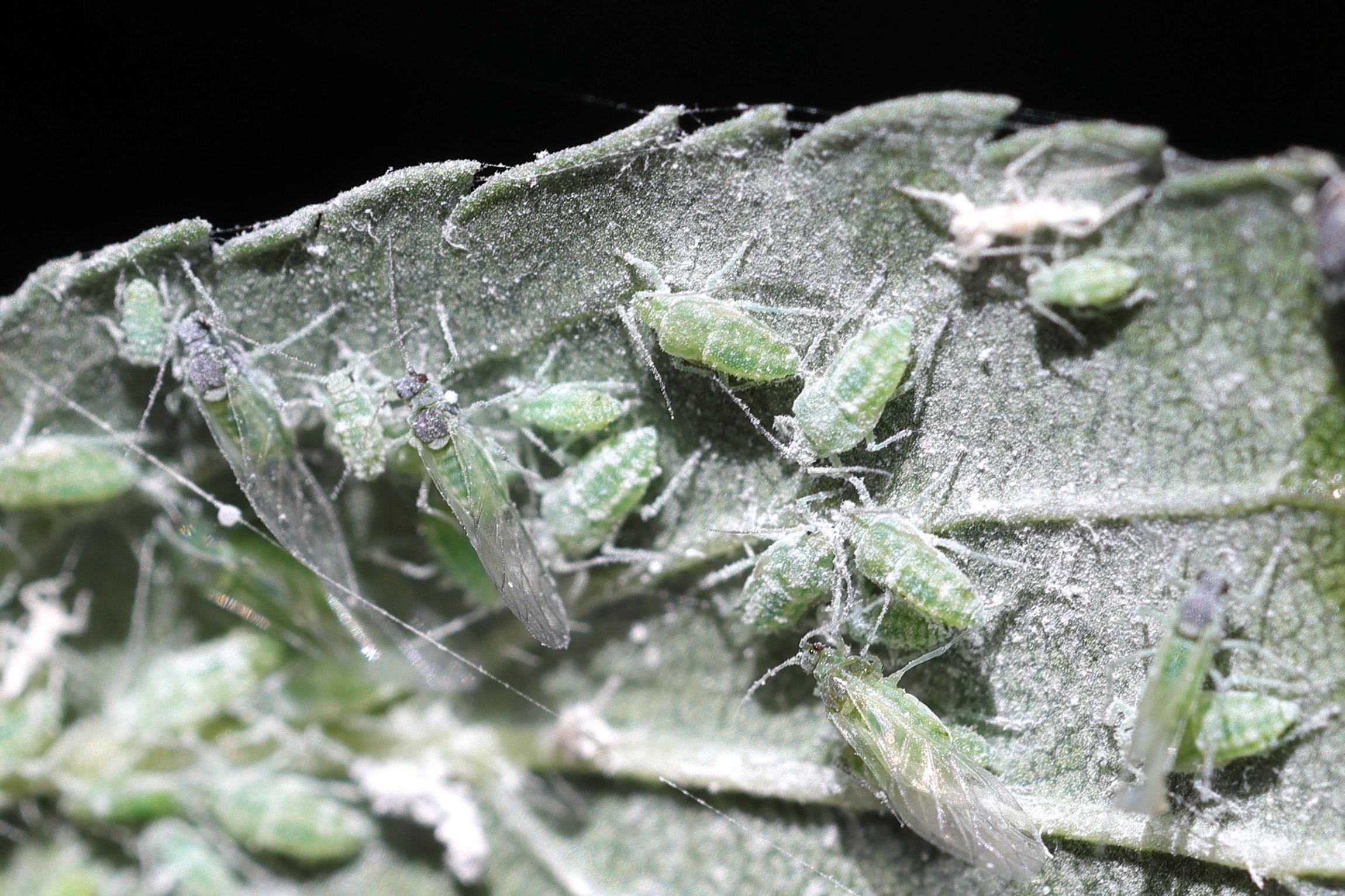 hyalopterus_pruni1md