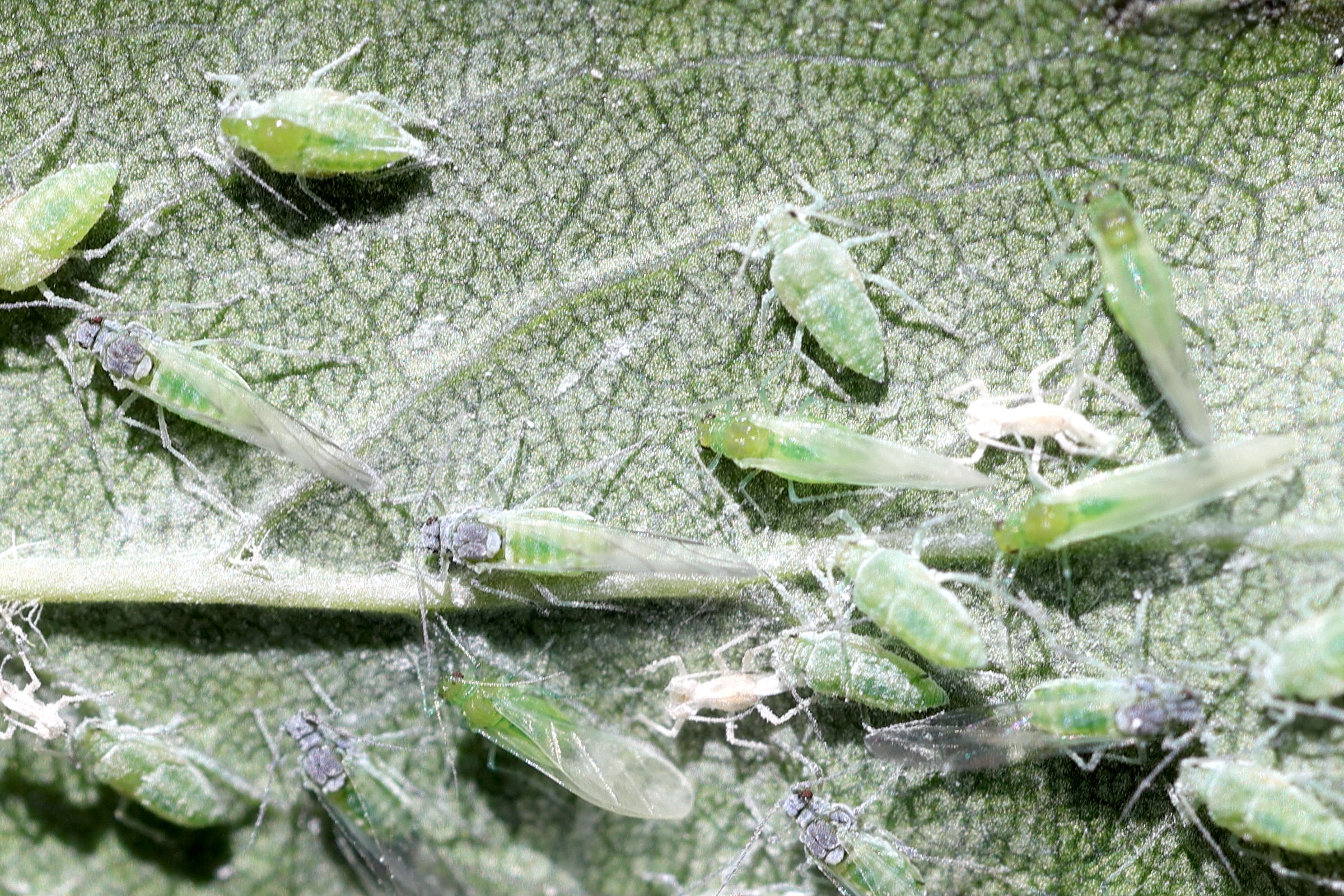 hyalopterus_pruni2md