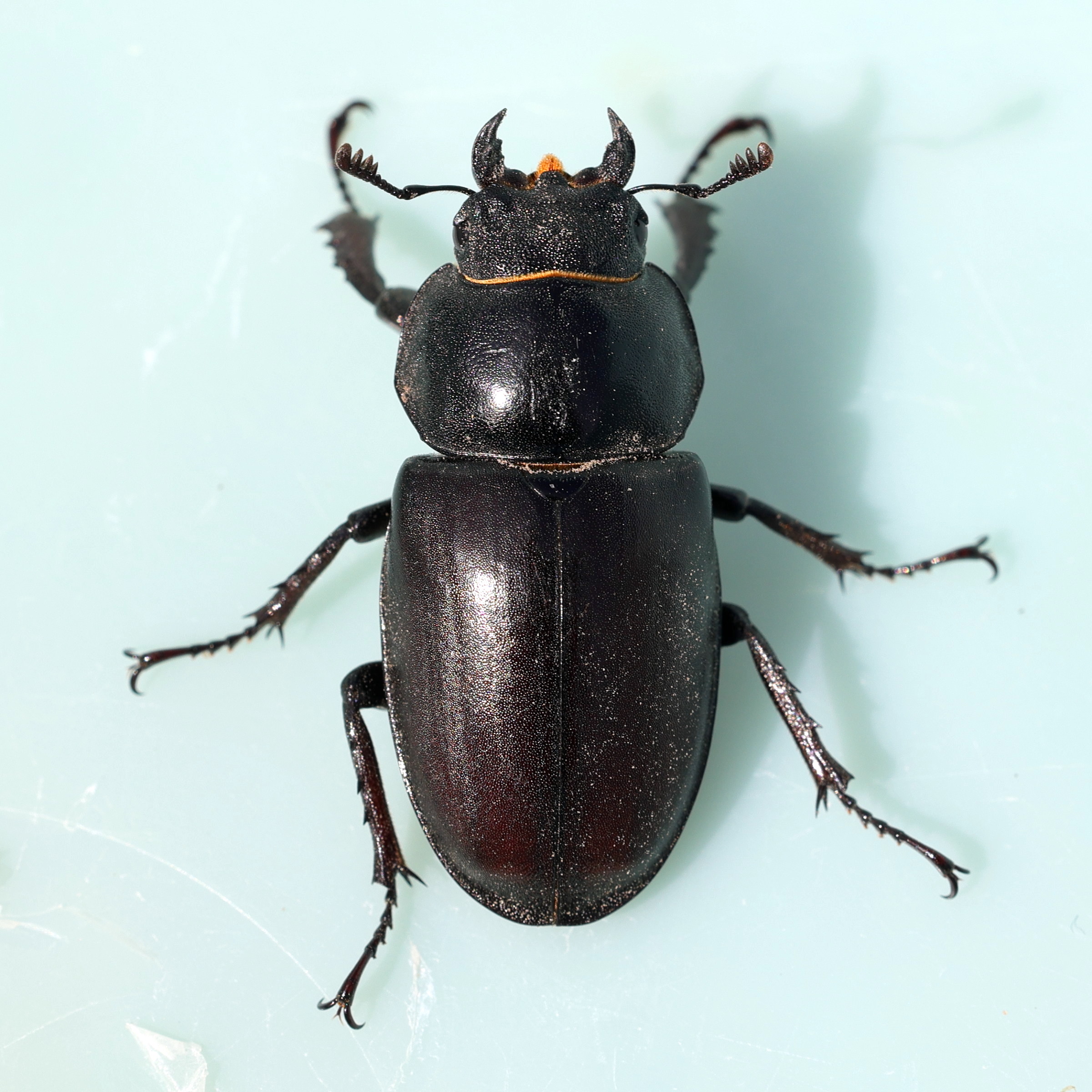 lucanus_cervus7md