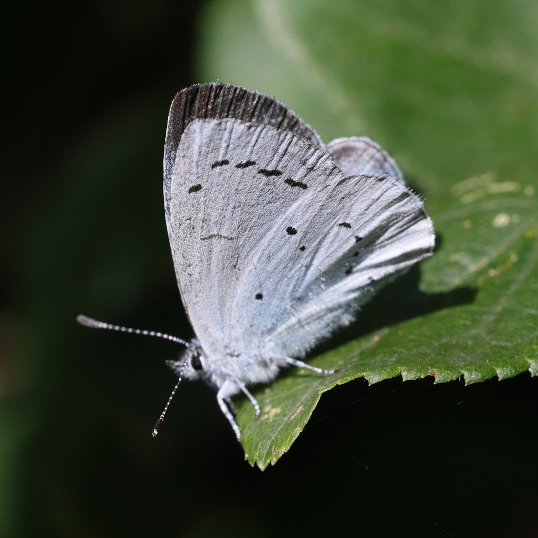 celastrina_argiolus1md