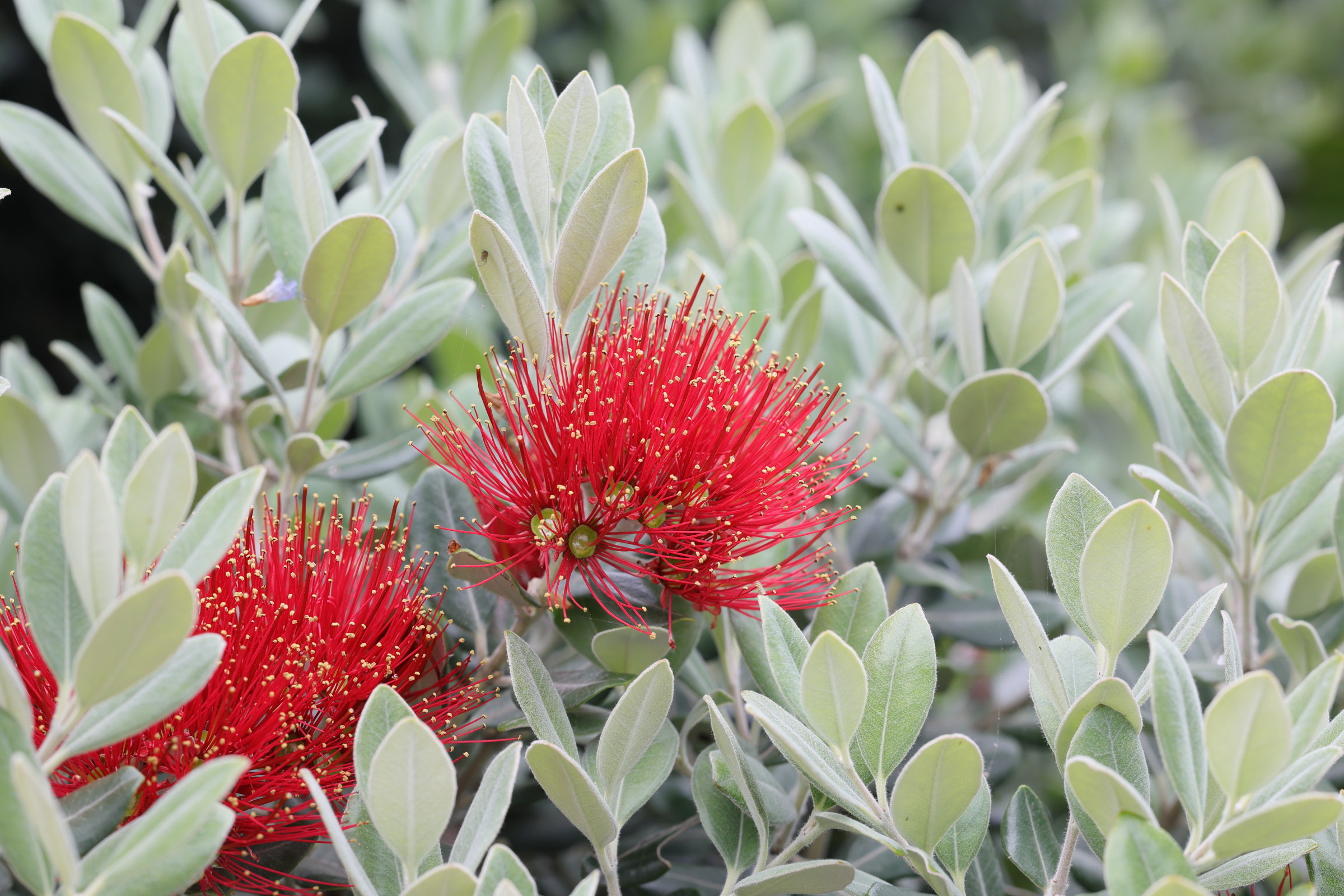 Afficher le média metrosideros_exelsa6md metrosideros_exelsa6md