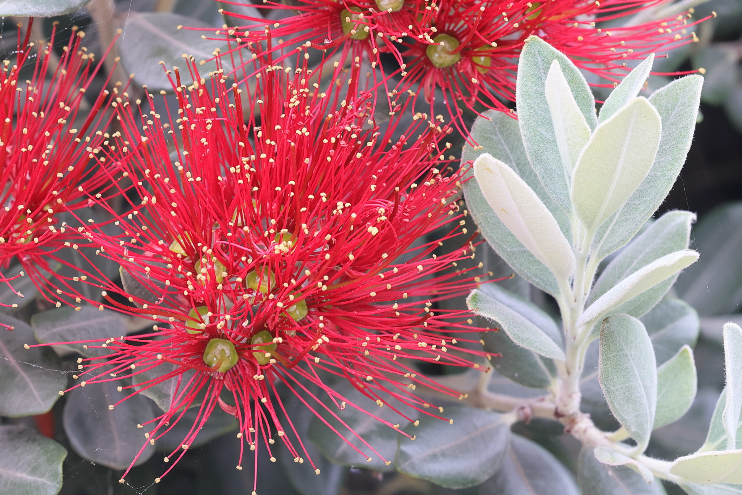 Afficher le média metrosideros_exelsa7md metrosideros_exelsa7md