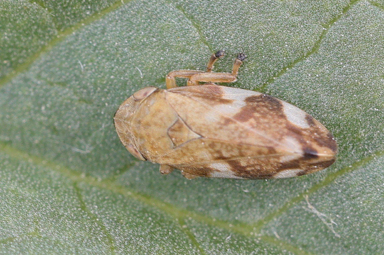 philaenus_spumarius6md