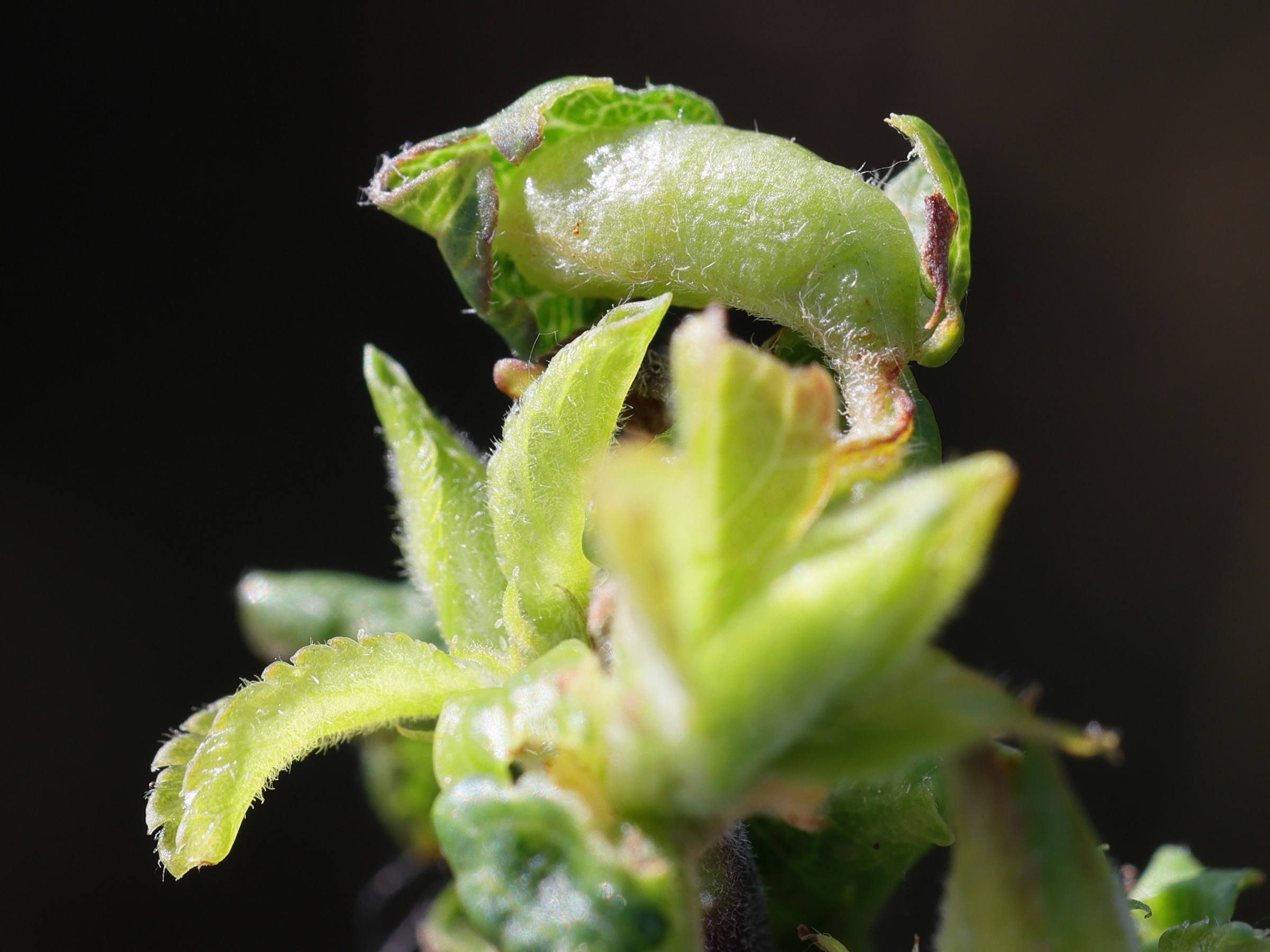 Afficher le média putoniella_pruni_galle3md putoniella_pruni_galle3md