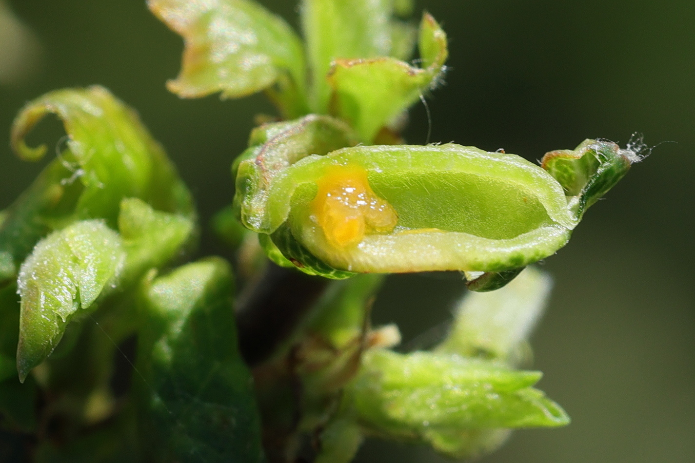 Afficher le média putoniella_pruni_galle4md putoniella_pruni_galle4md