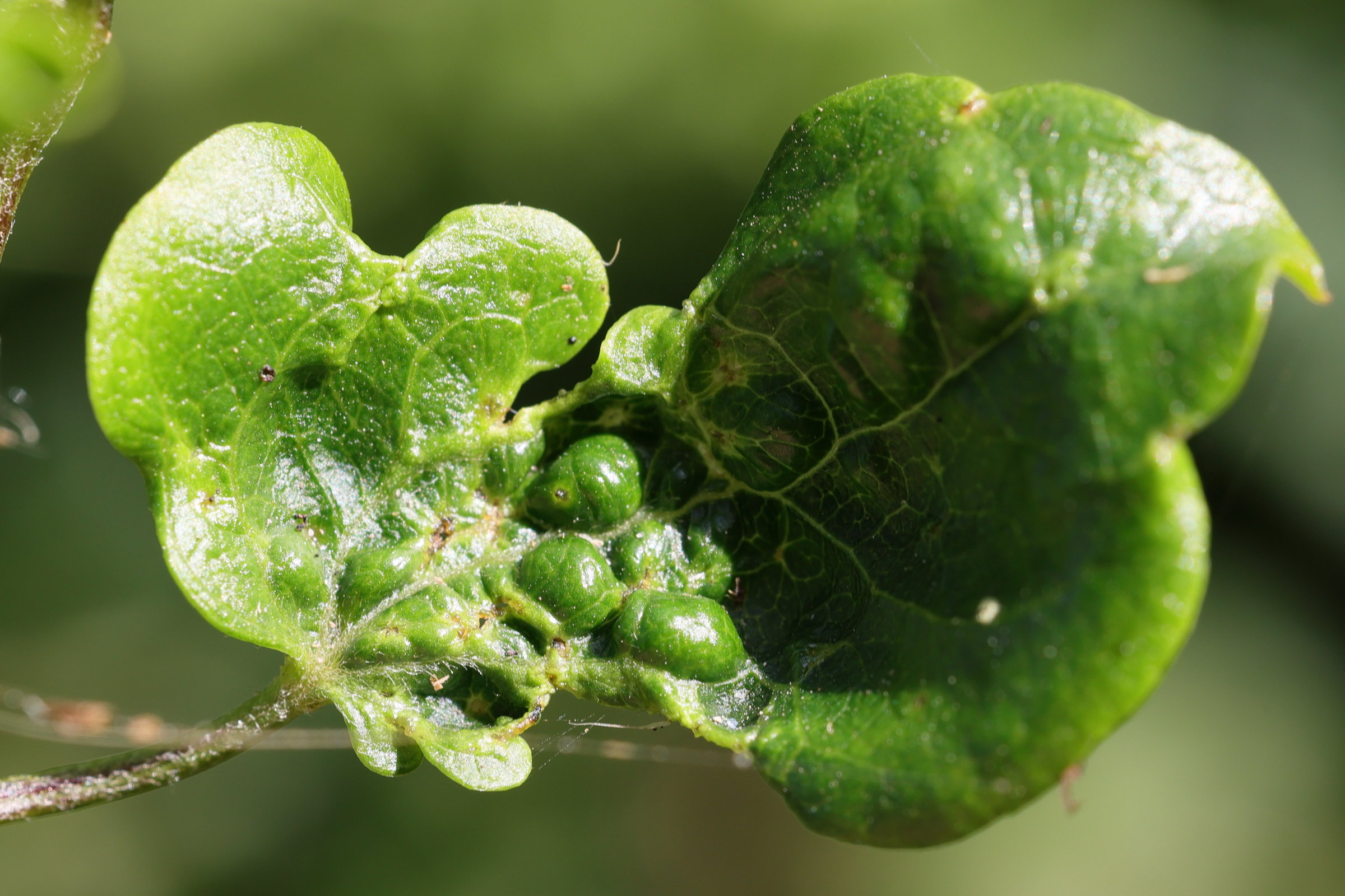 Afficher le média aceria_vitalbae_galle1md aceria_vitalbae_galle1md