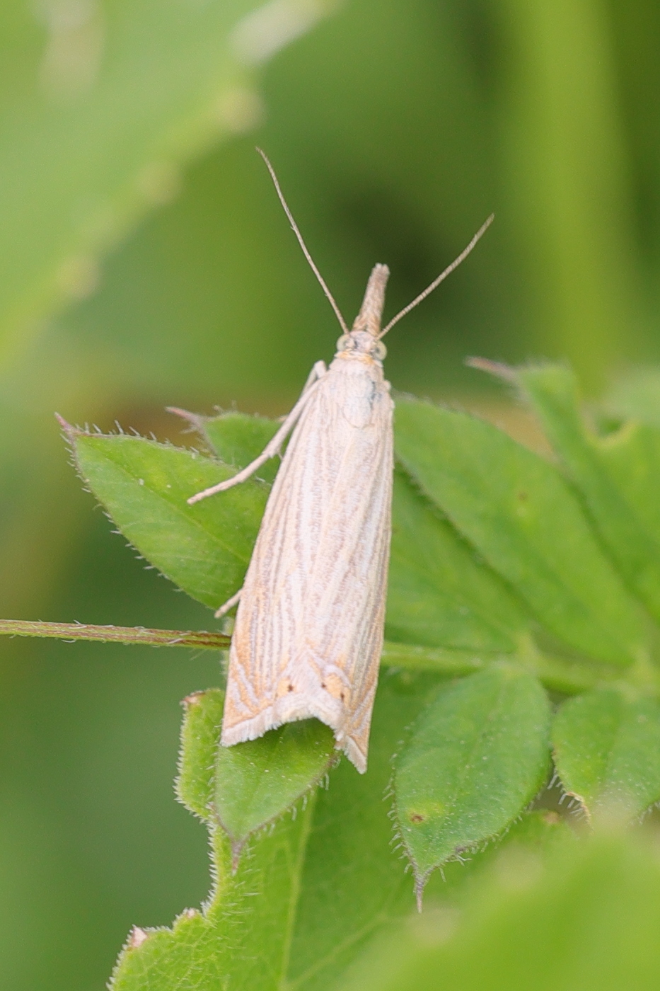 chrysoteuchia_culmella3md