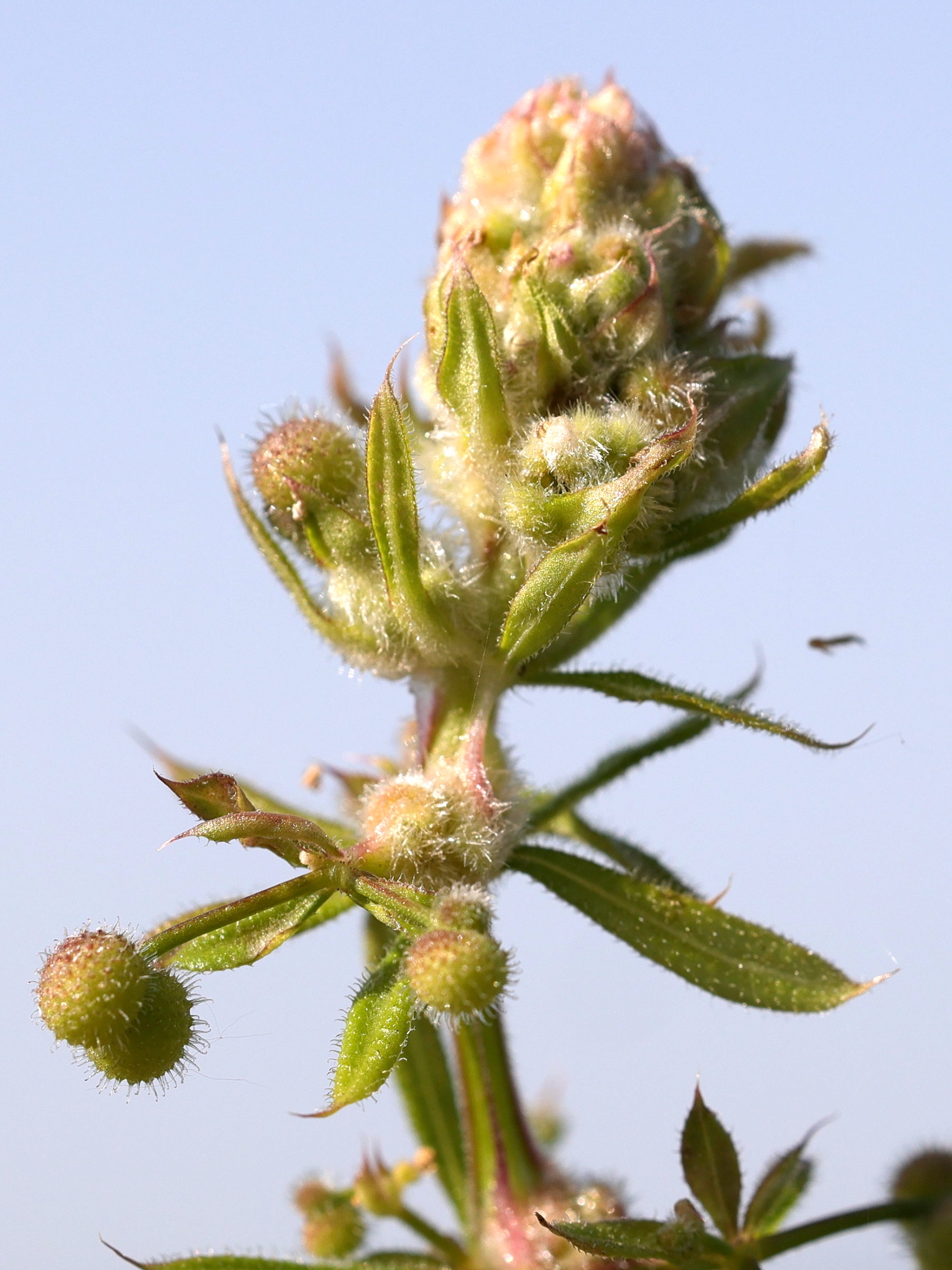 dasineura_galliicola2md