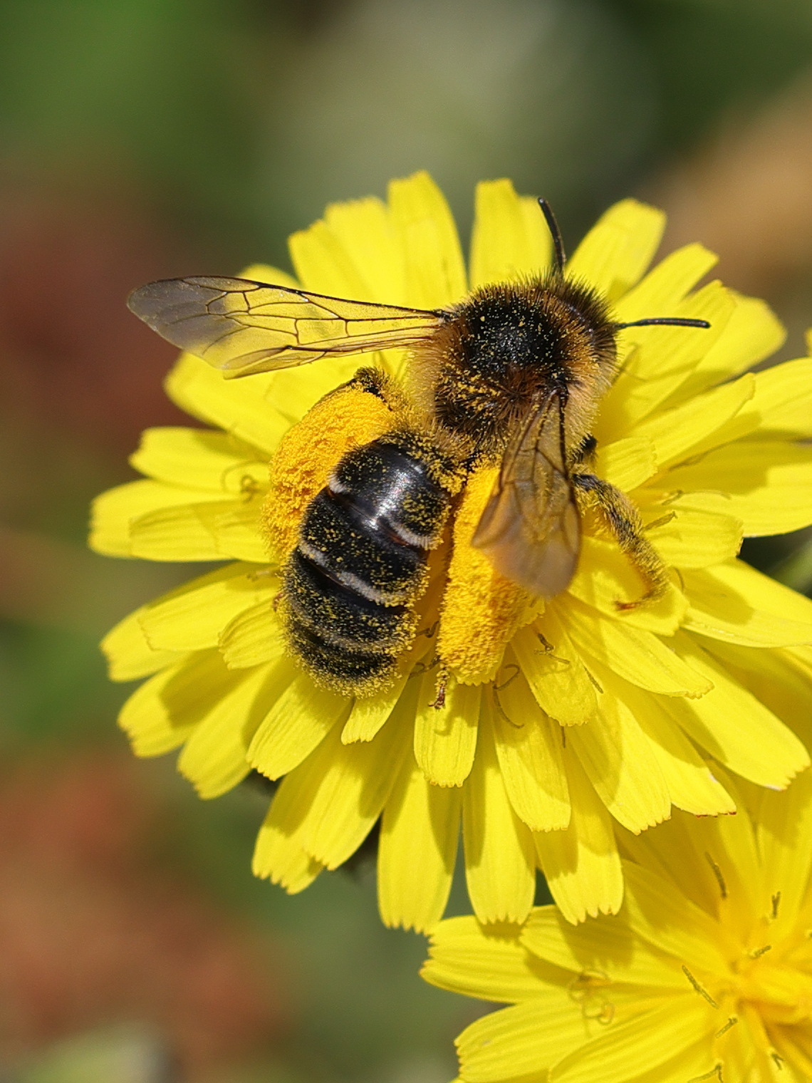 dasypoda_hirtipes4md