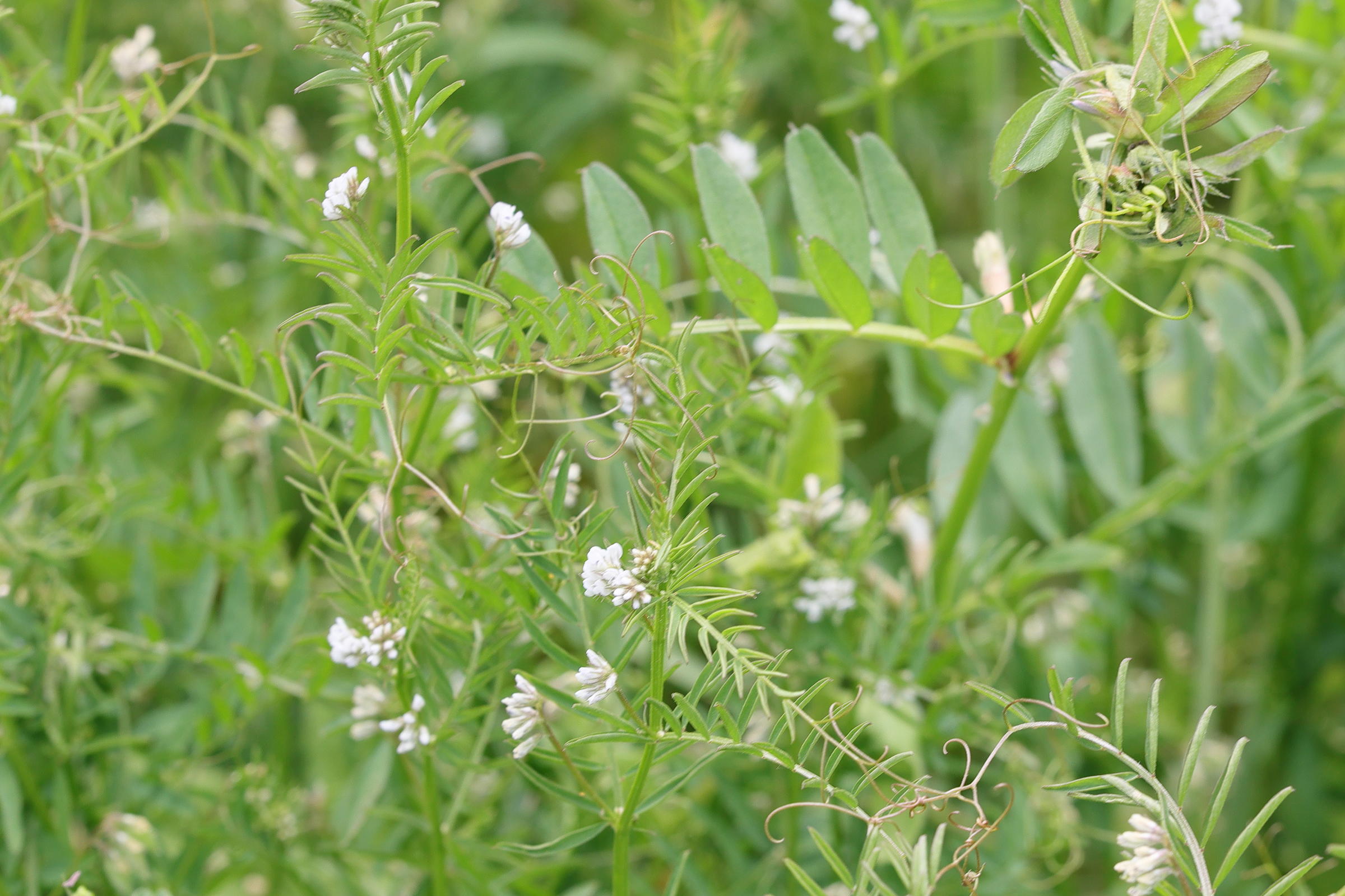 Afficher le média ervilia_hirsuta1md ervilia_hirsuta1md