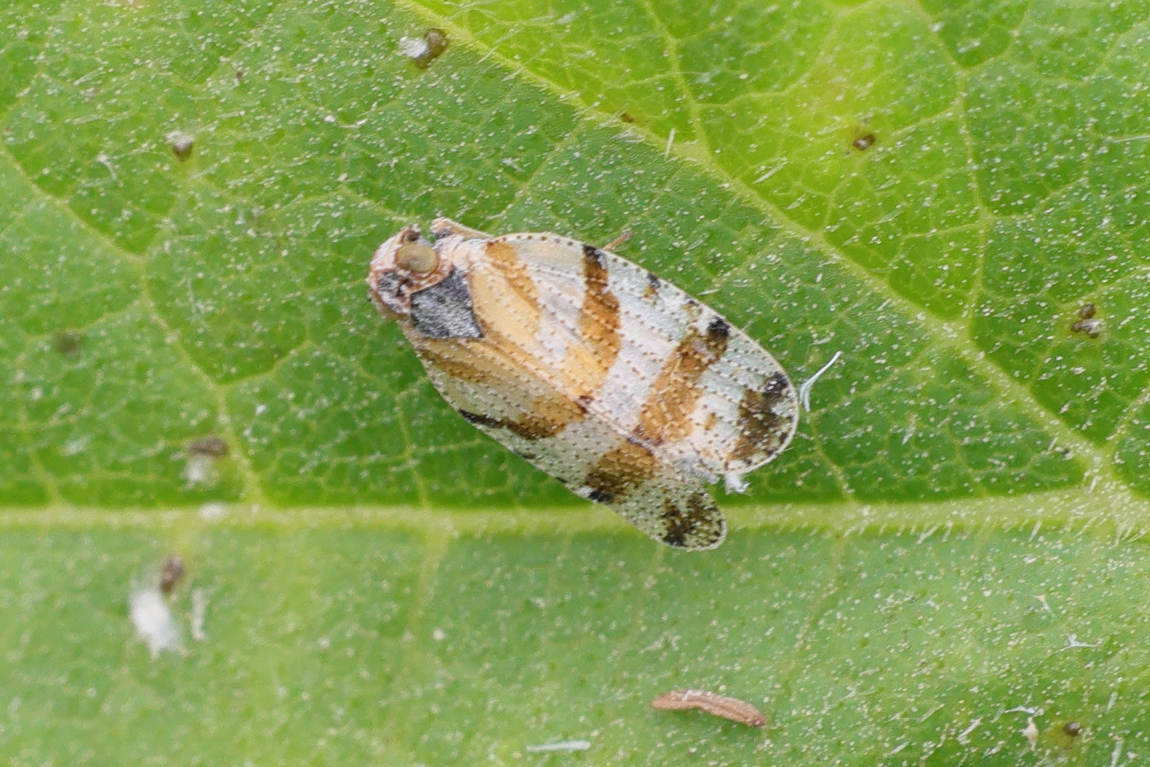 tachycixius_venustulus1md