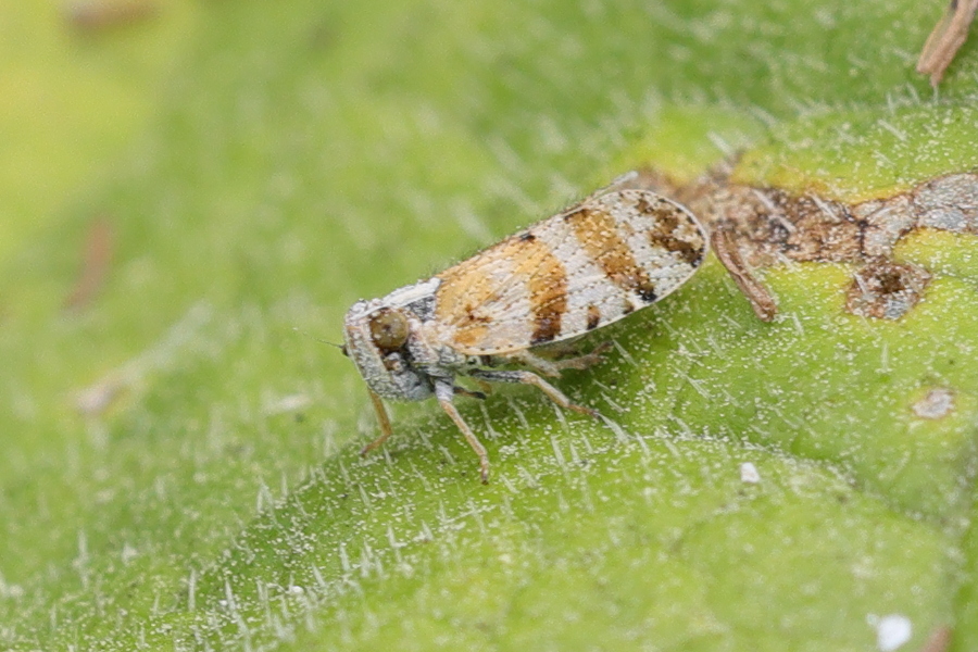 tachycixius_venustulus2md