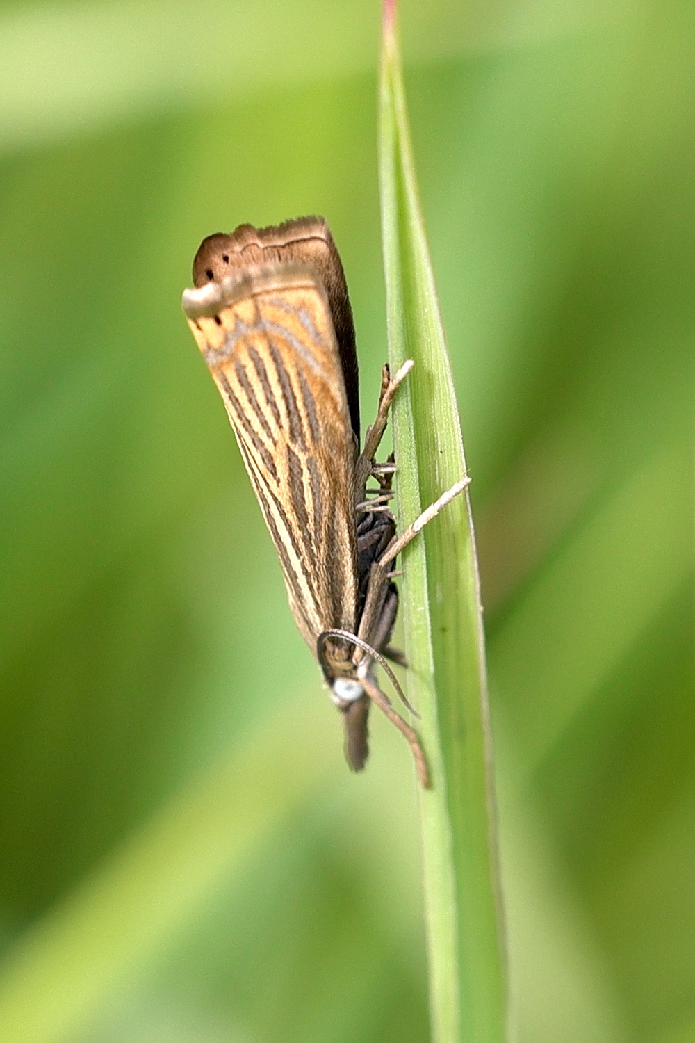 chrysoteuchia_culmella4md