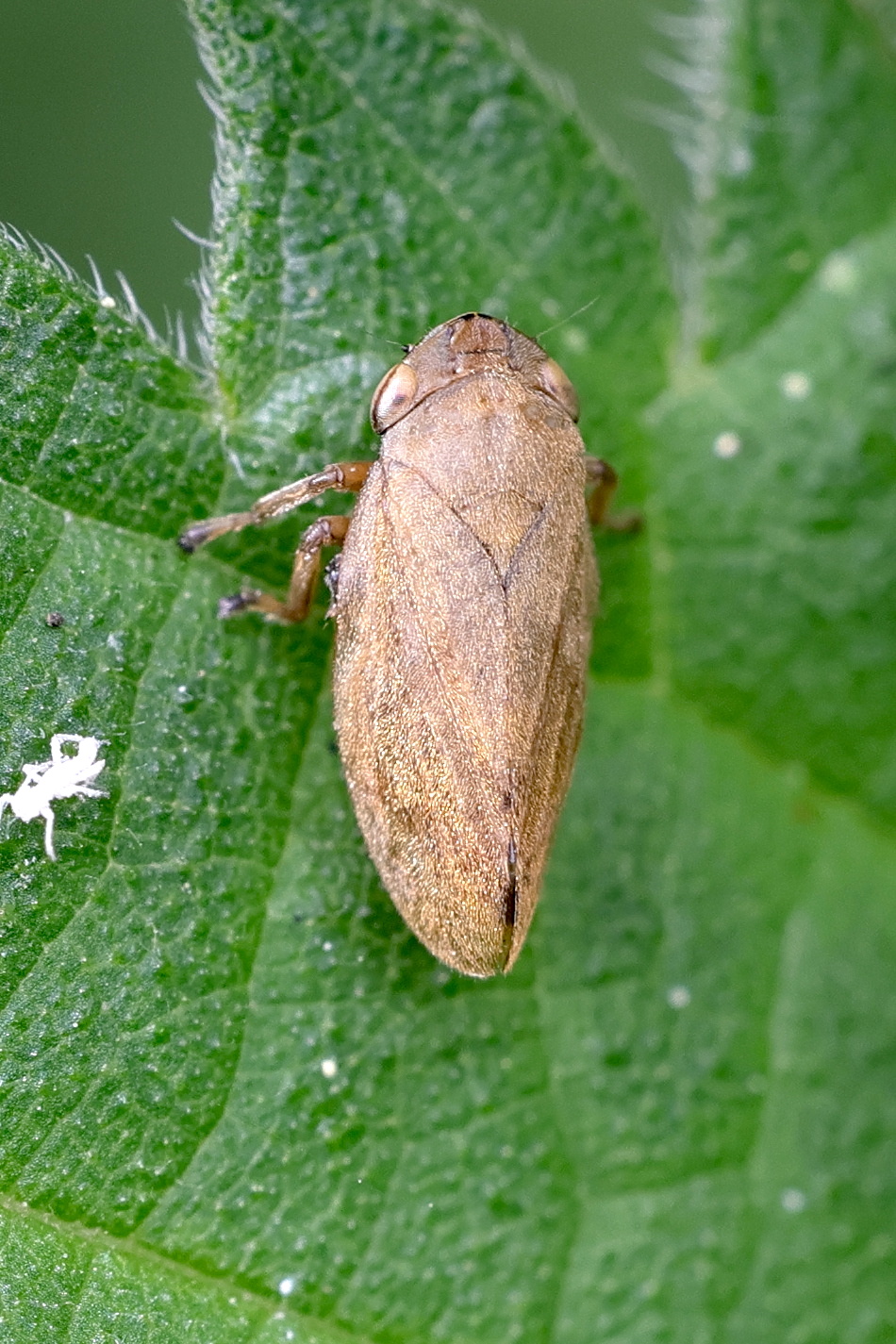 philaenus_spumarius7md