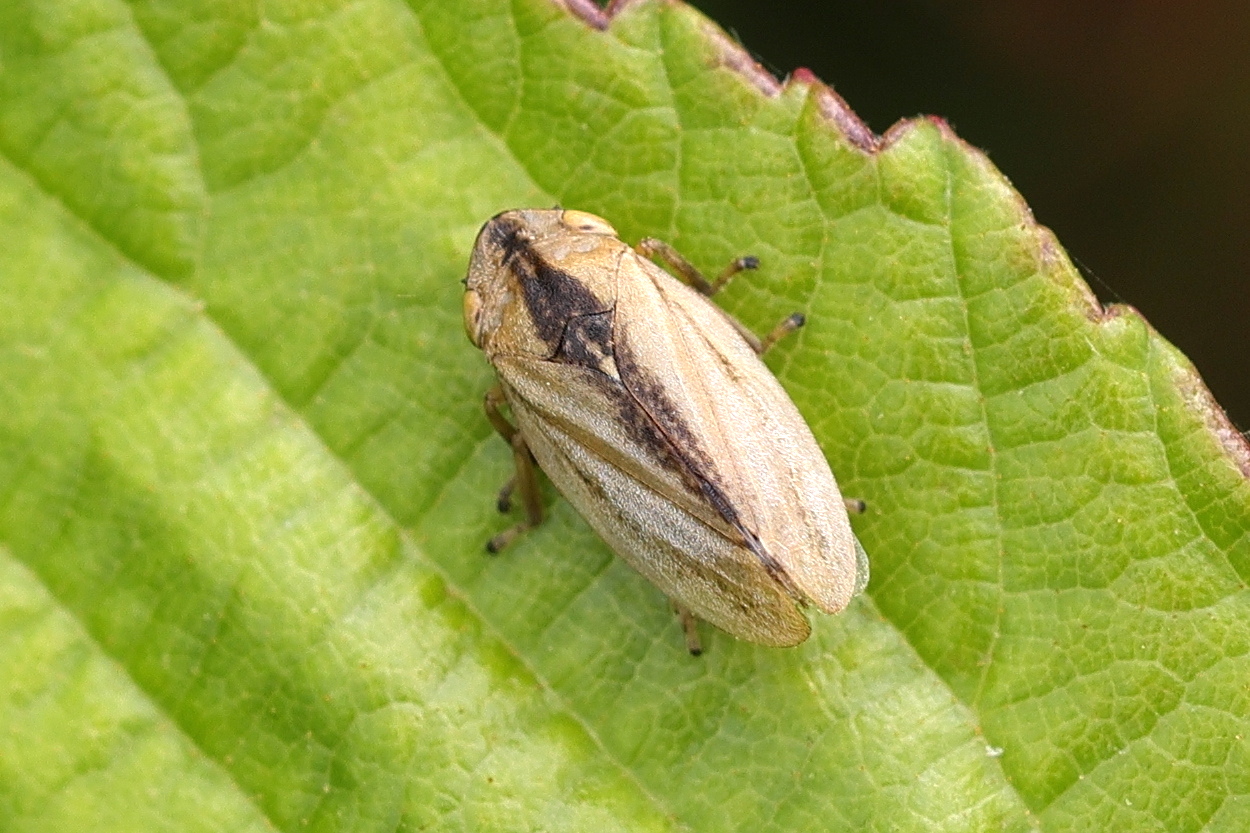 philaenus_spumarius8md