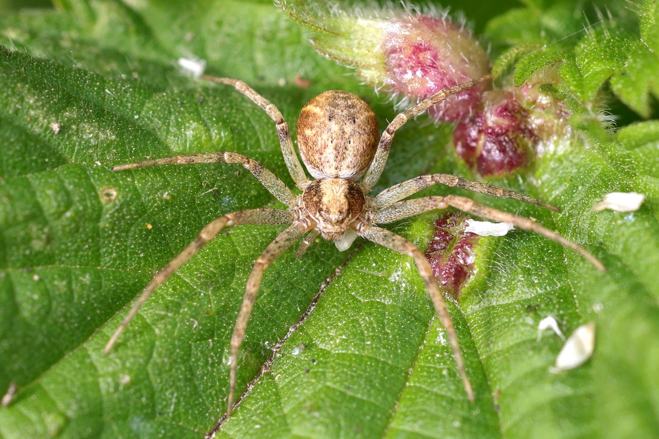 philodromus_dispar5md