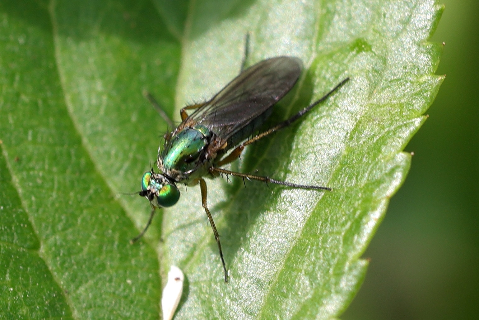 Afficher le média poecilobothrus_nobilitatus5md poecilobothrus_nobilitatus5md