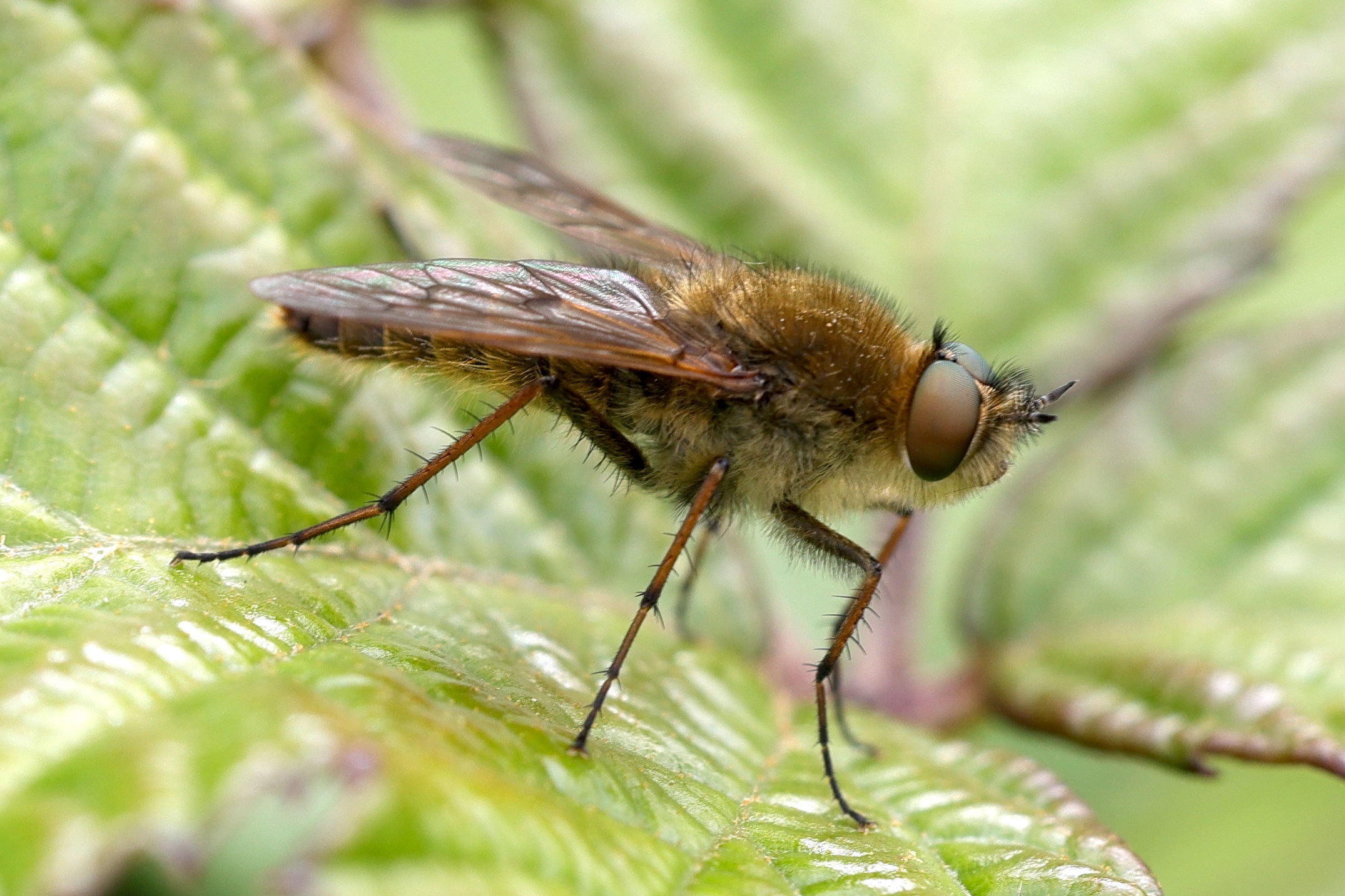 thereva_nobilitata2md