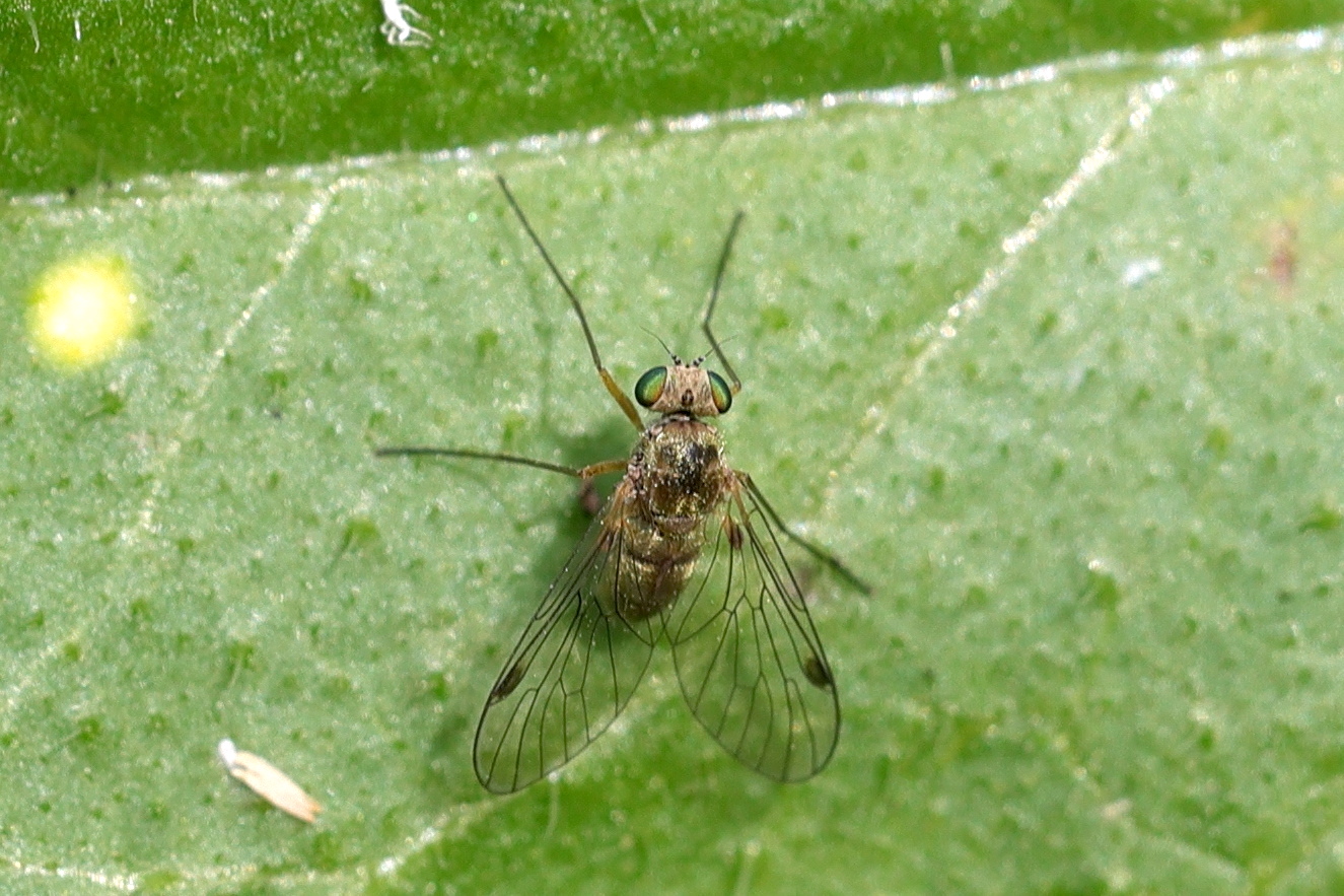 chrysopilus_asiliformis1md