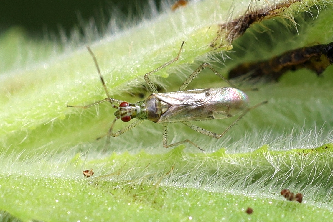 dicyphus_tamaninii1md