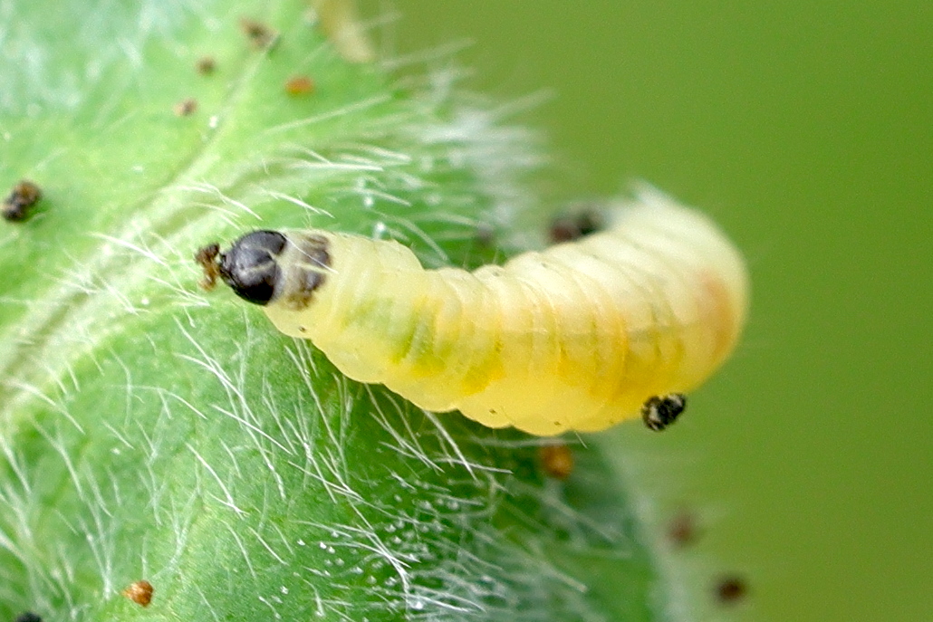 mompha_epilobiella_ch2md