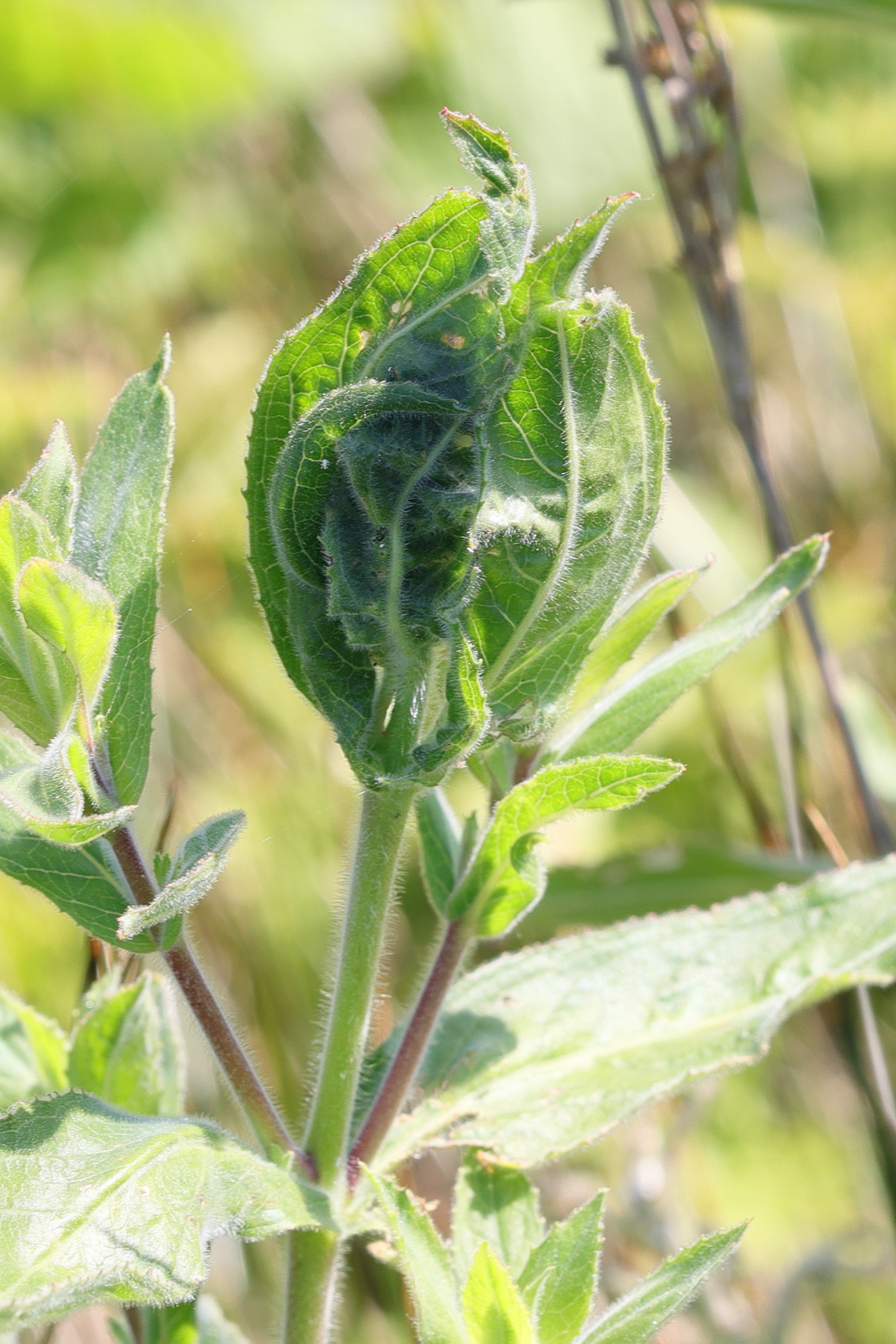 mompha_epilobiella_ch3md