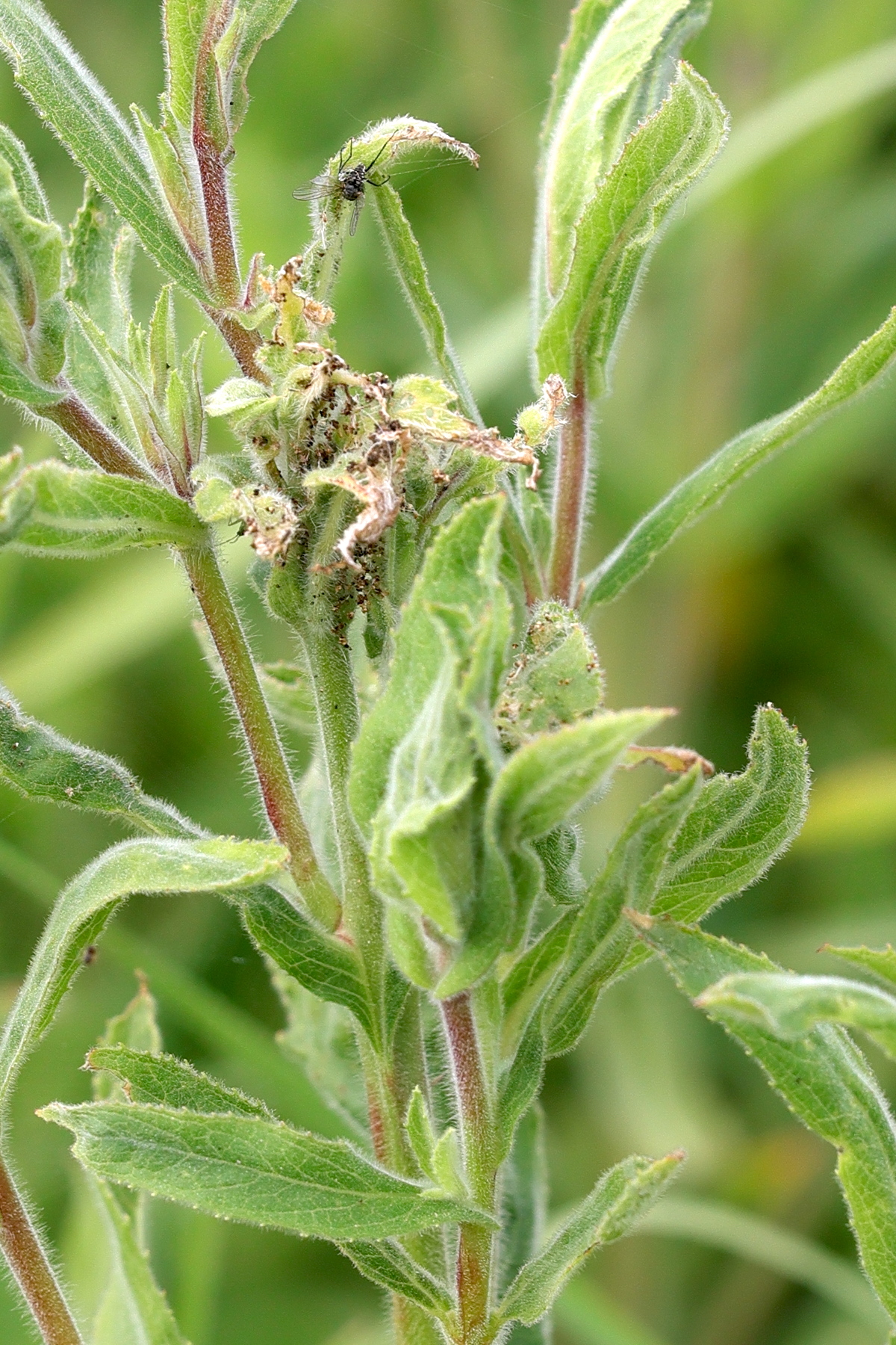 mompha_epilobiella_ch4md