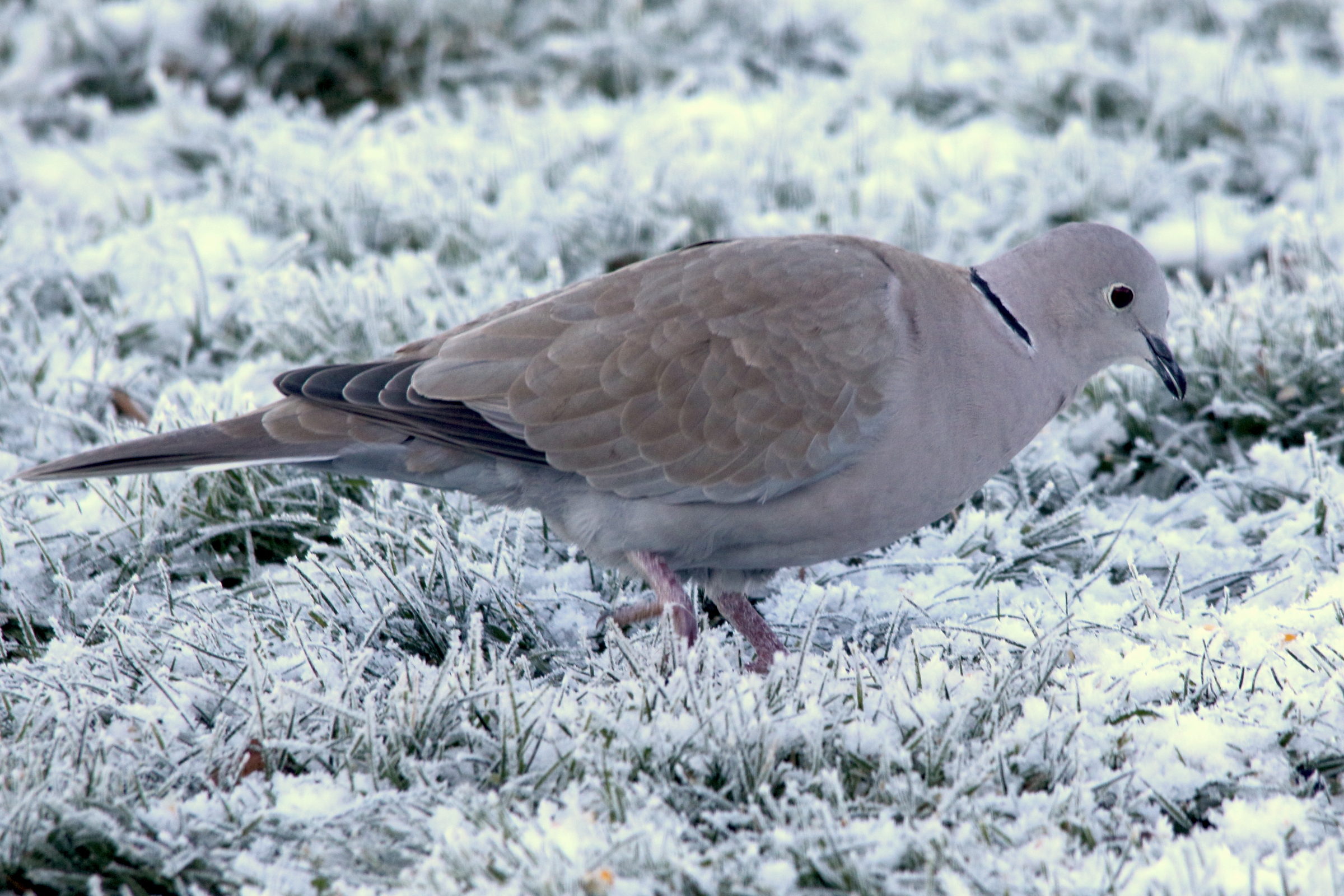 tourterelle_turque_-_streptopelia_decaocto9md