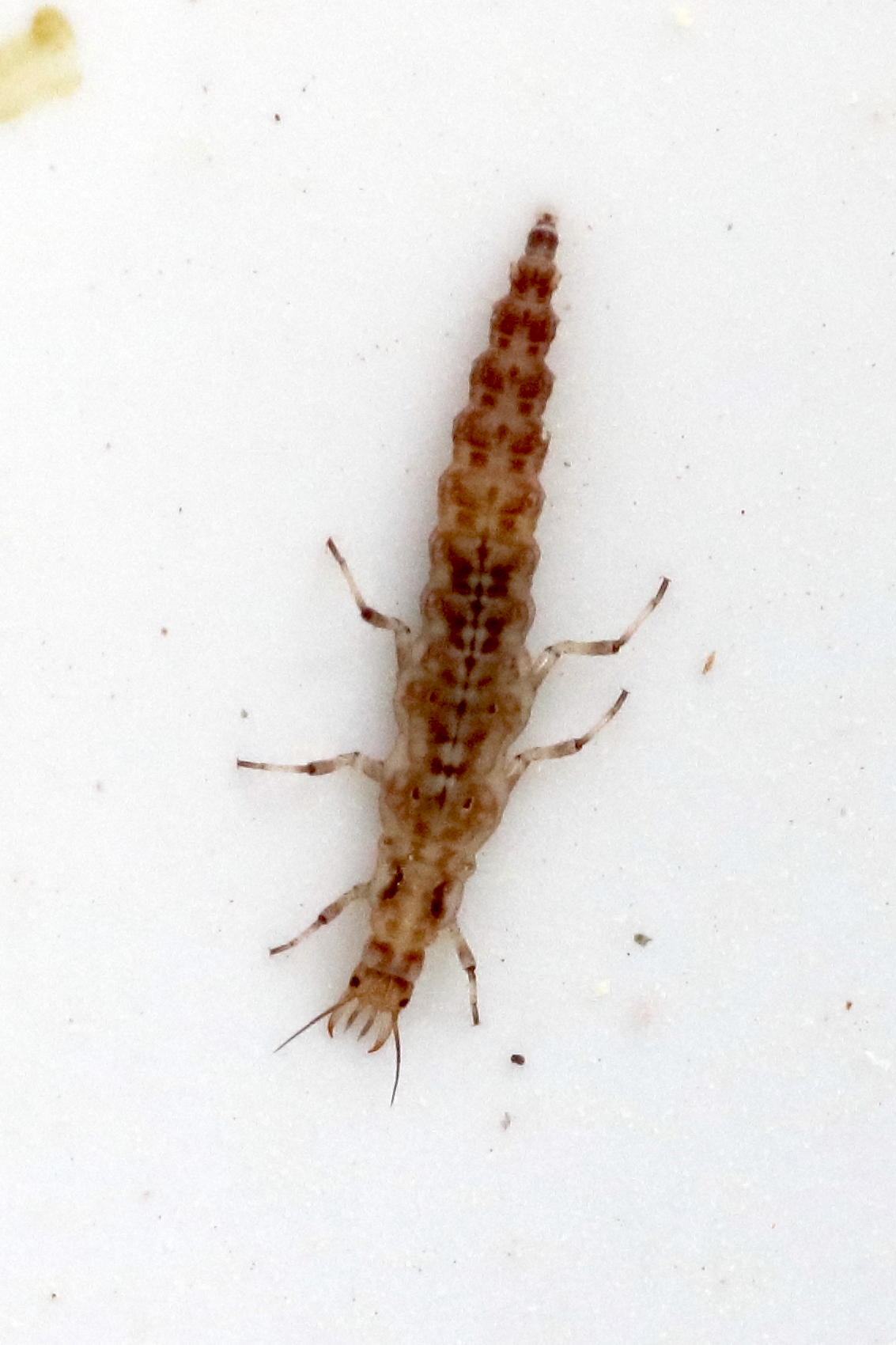 Afficher le média chrysoperla_carnea_larv2bd chrysoperla_carnea_larv2bd