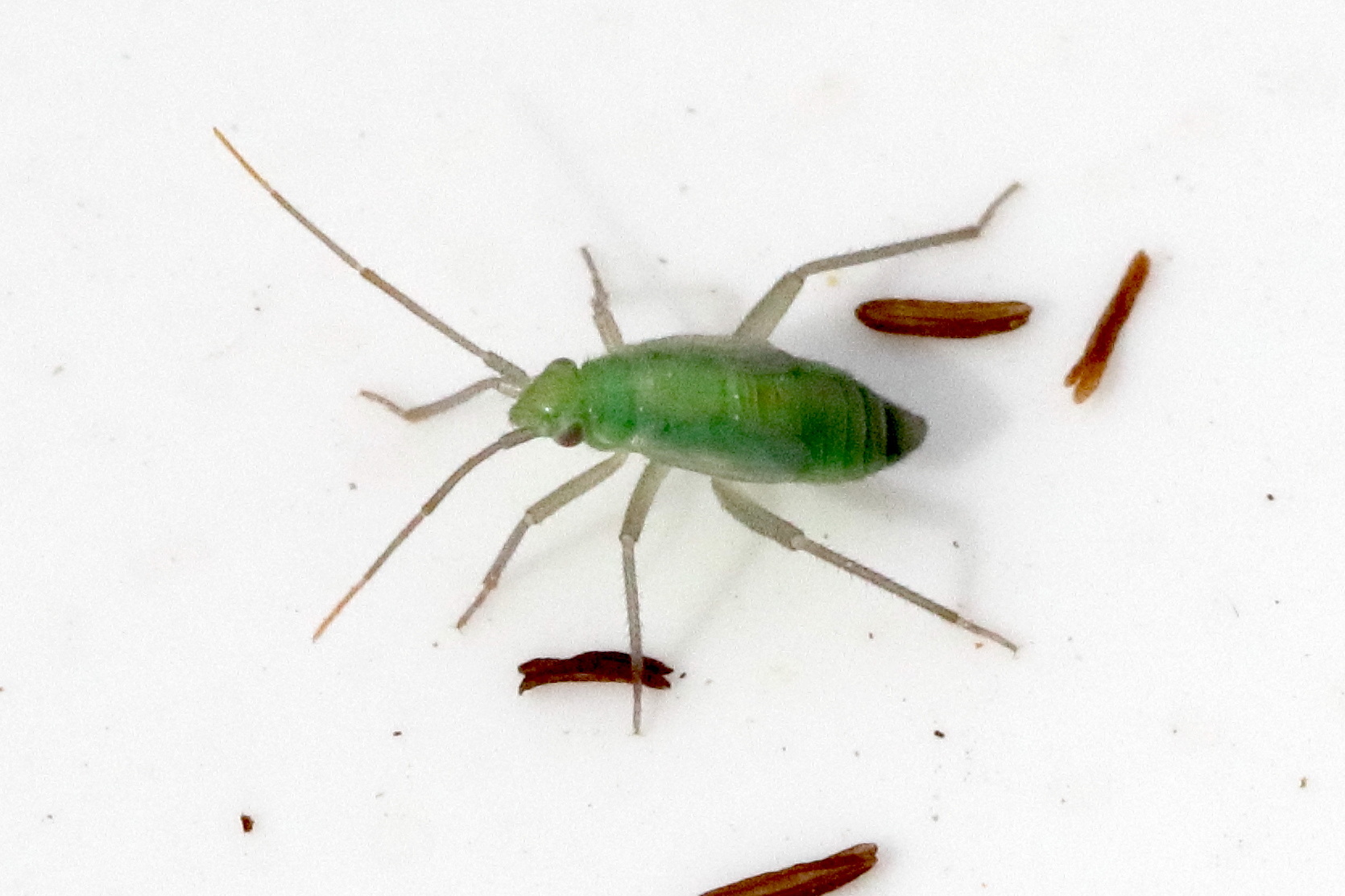 stenotus_binotatus_juv1bd