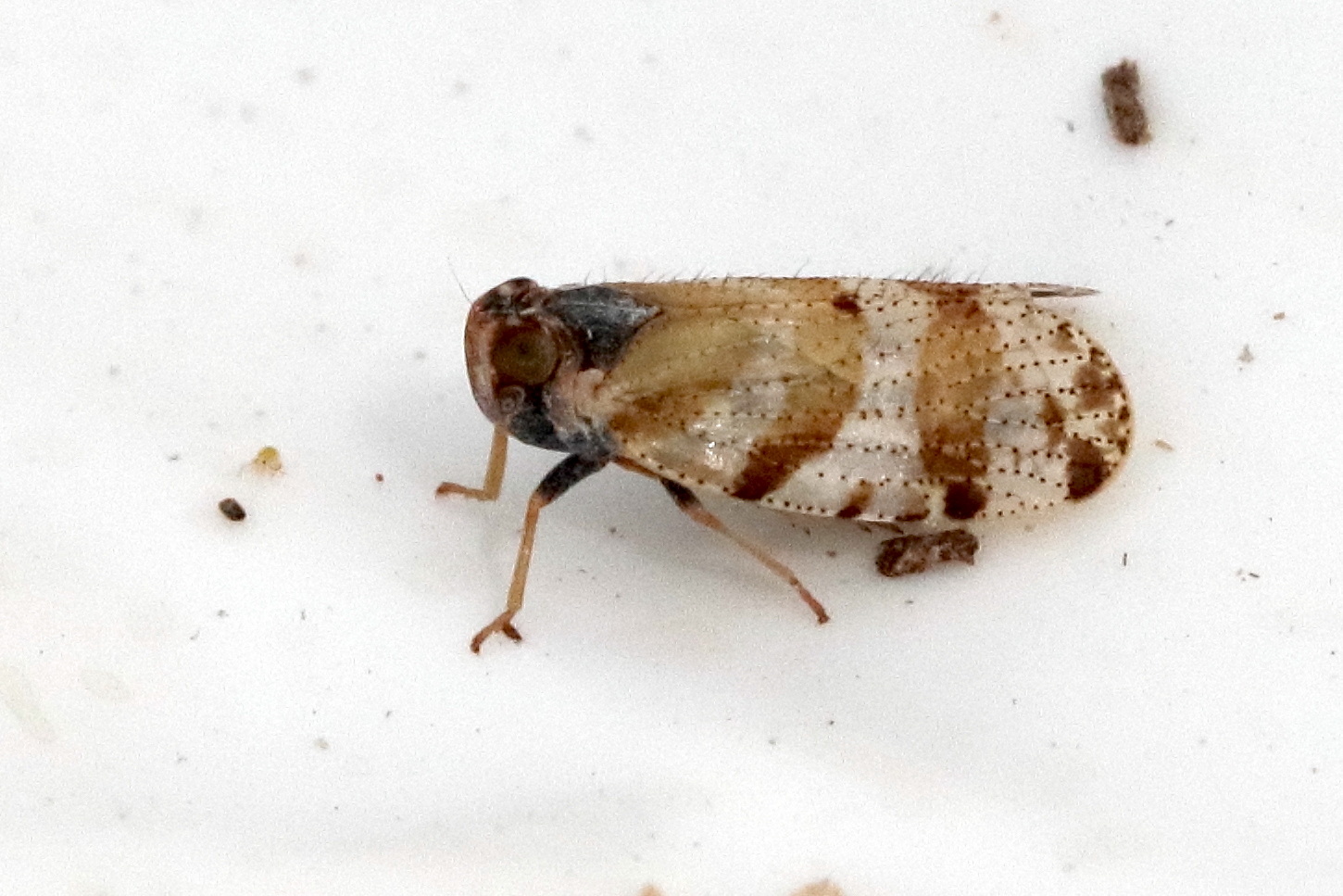 tachycixius_venustulus4bd