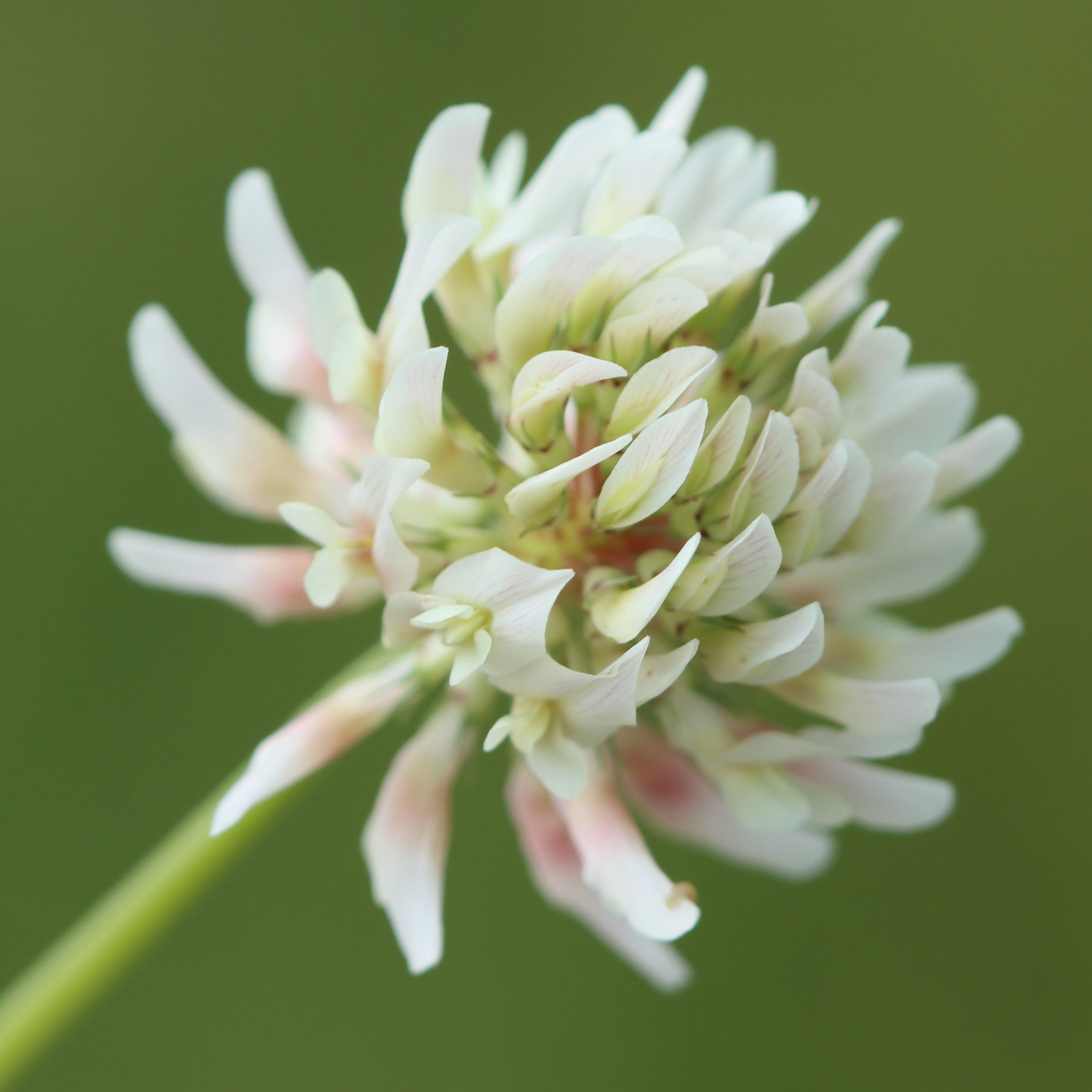 trifolium_repens6bd