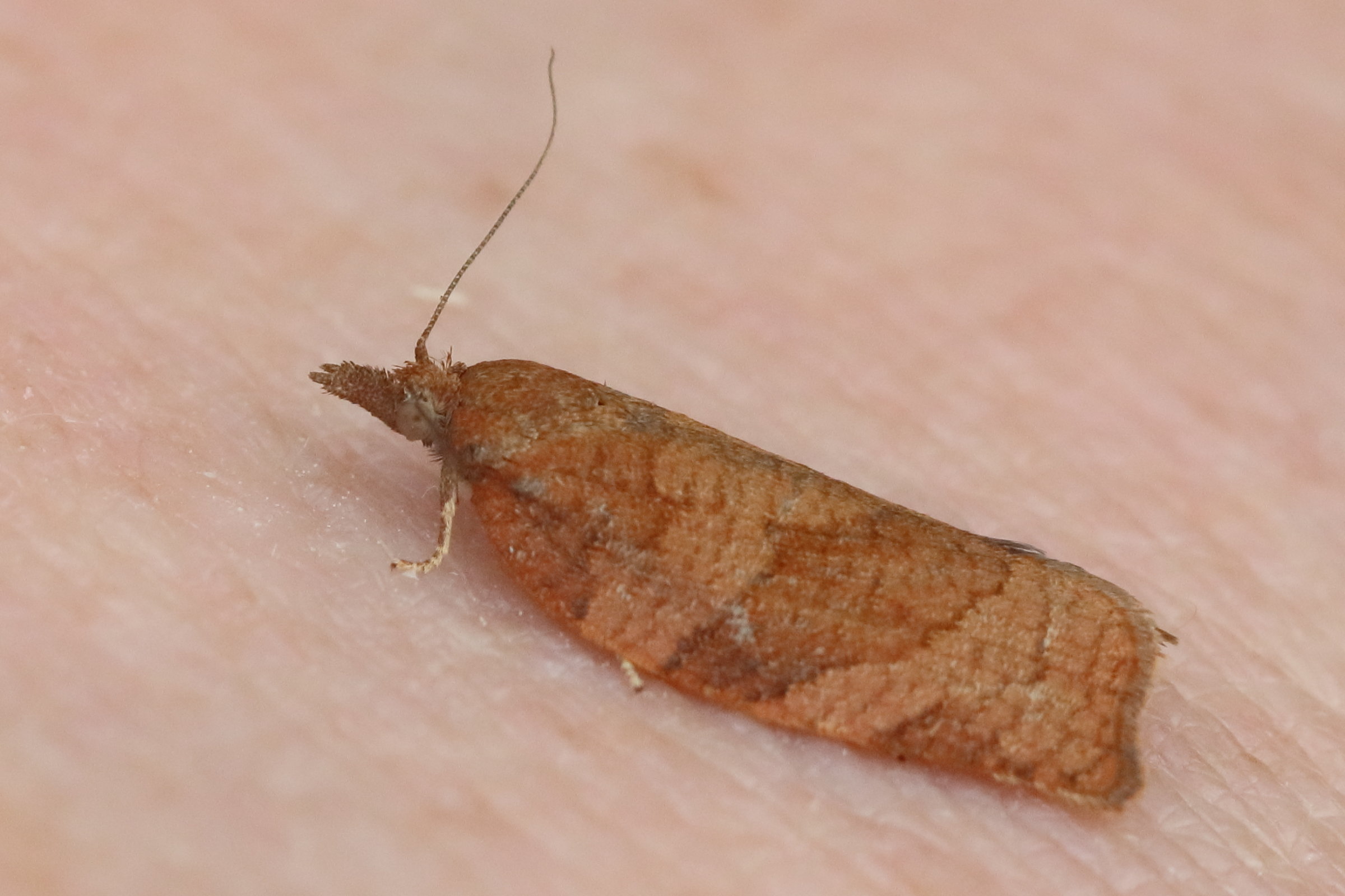 pandemis_heparana2bd