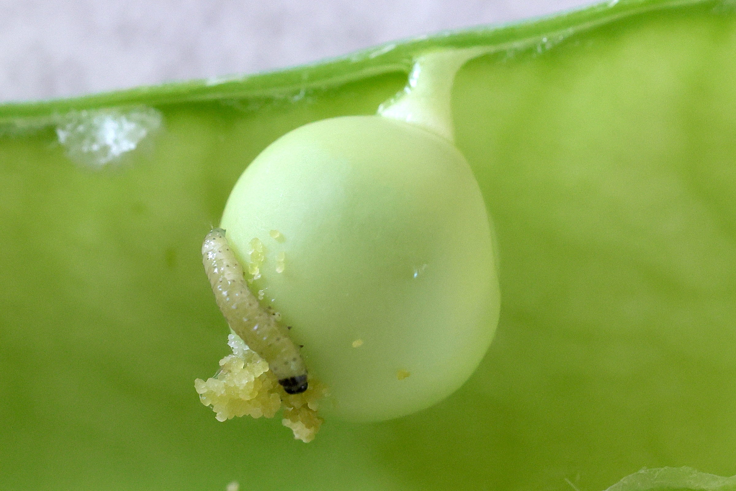 cydia_nigricana_ch1md