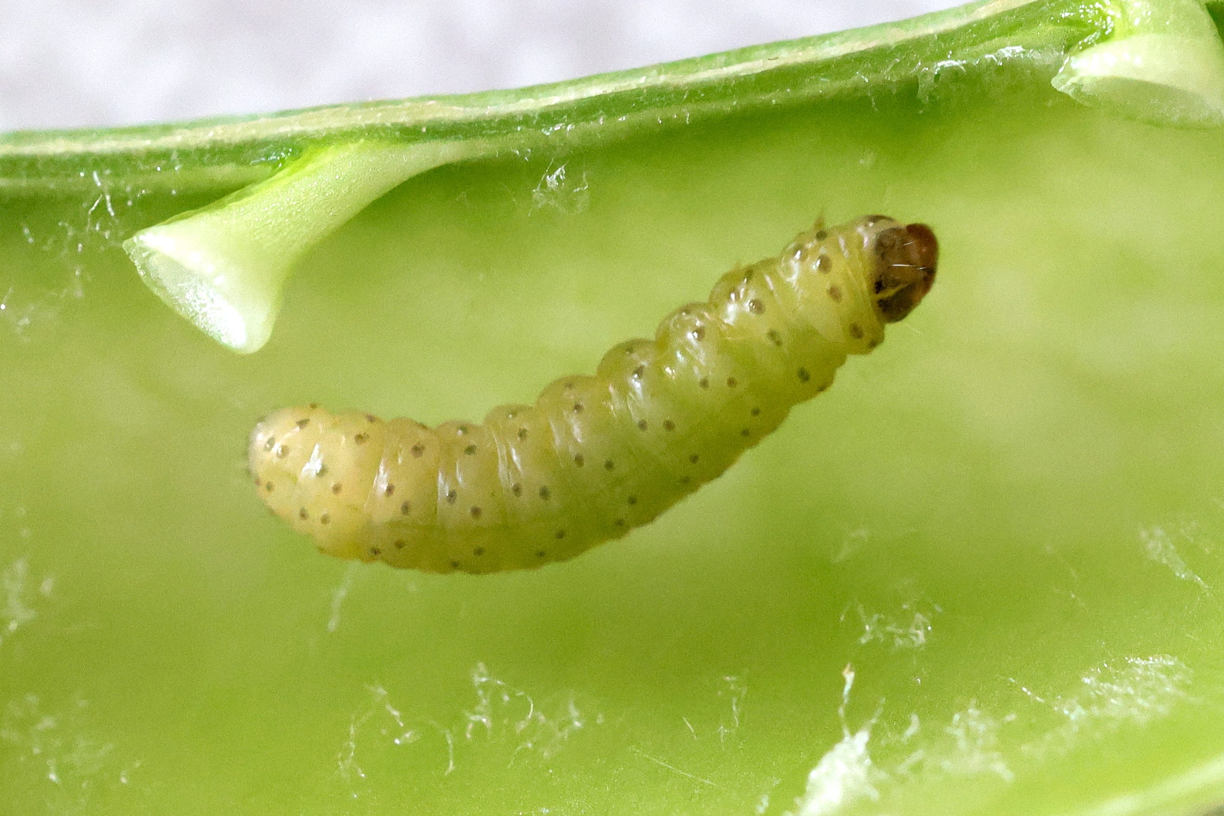 cydia_nigricana_ch2md