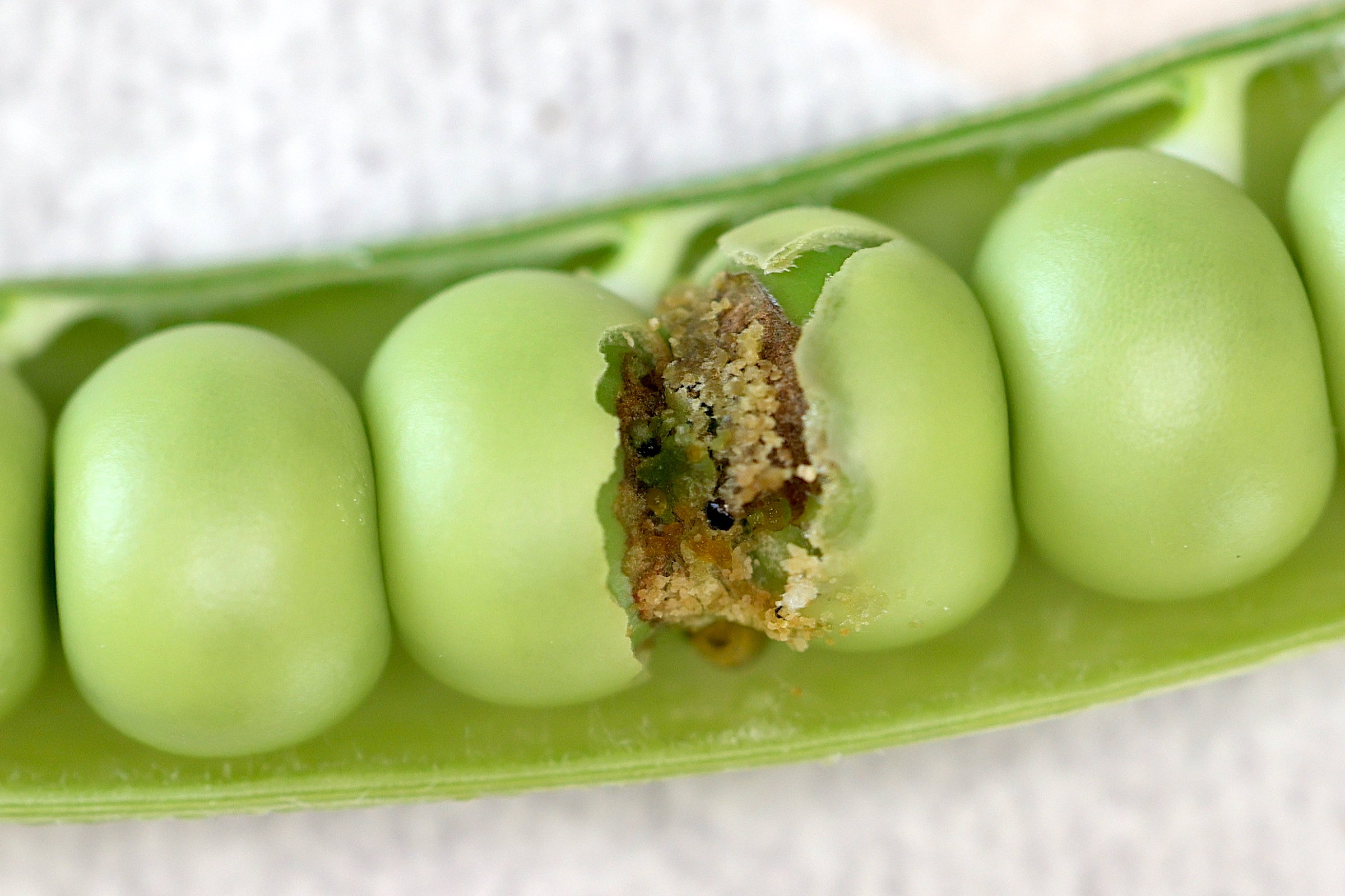 cydia_nigricana_ch3md