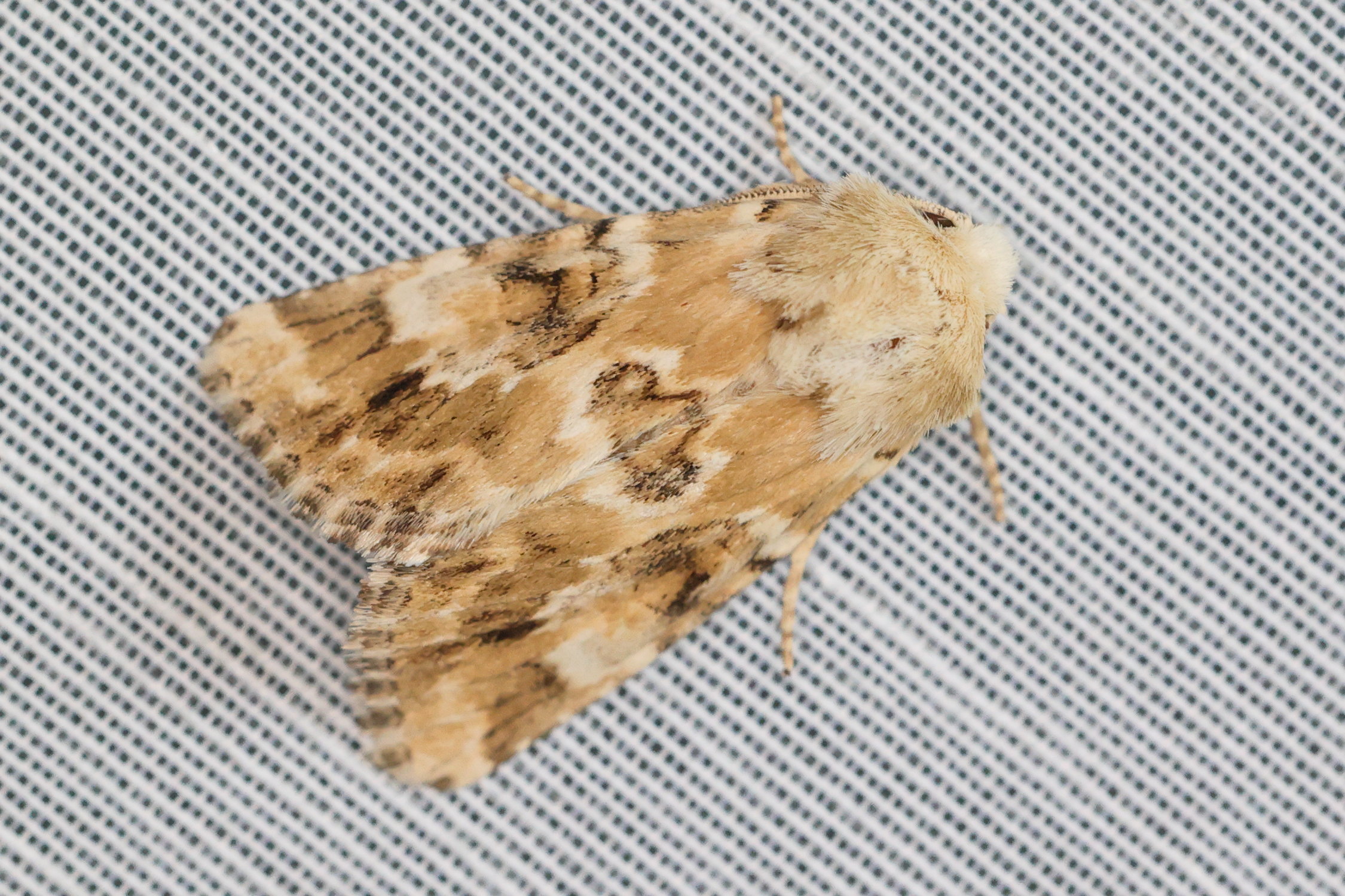 eremobia_ochroleuca3md